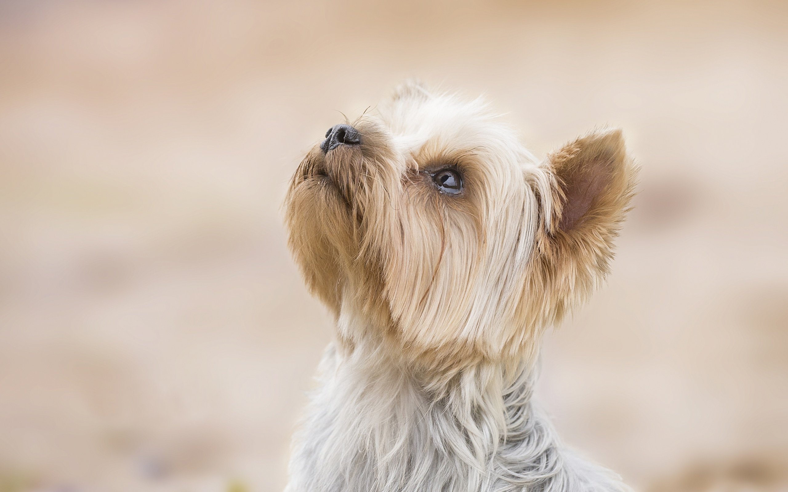 Обои фон, собака, песик, мордашка, йоркширский терьер, background, dog, doggie, face, yorkshire terrier разрешение 3916x3132 Загрузить