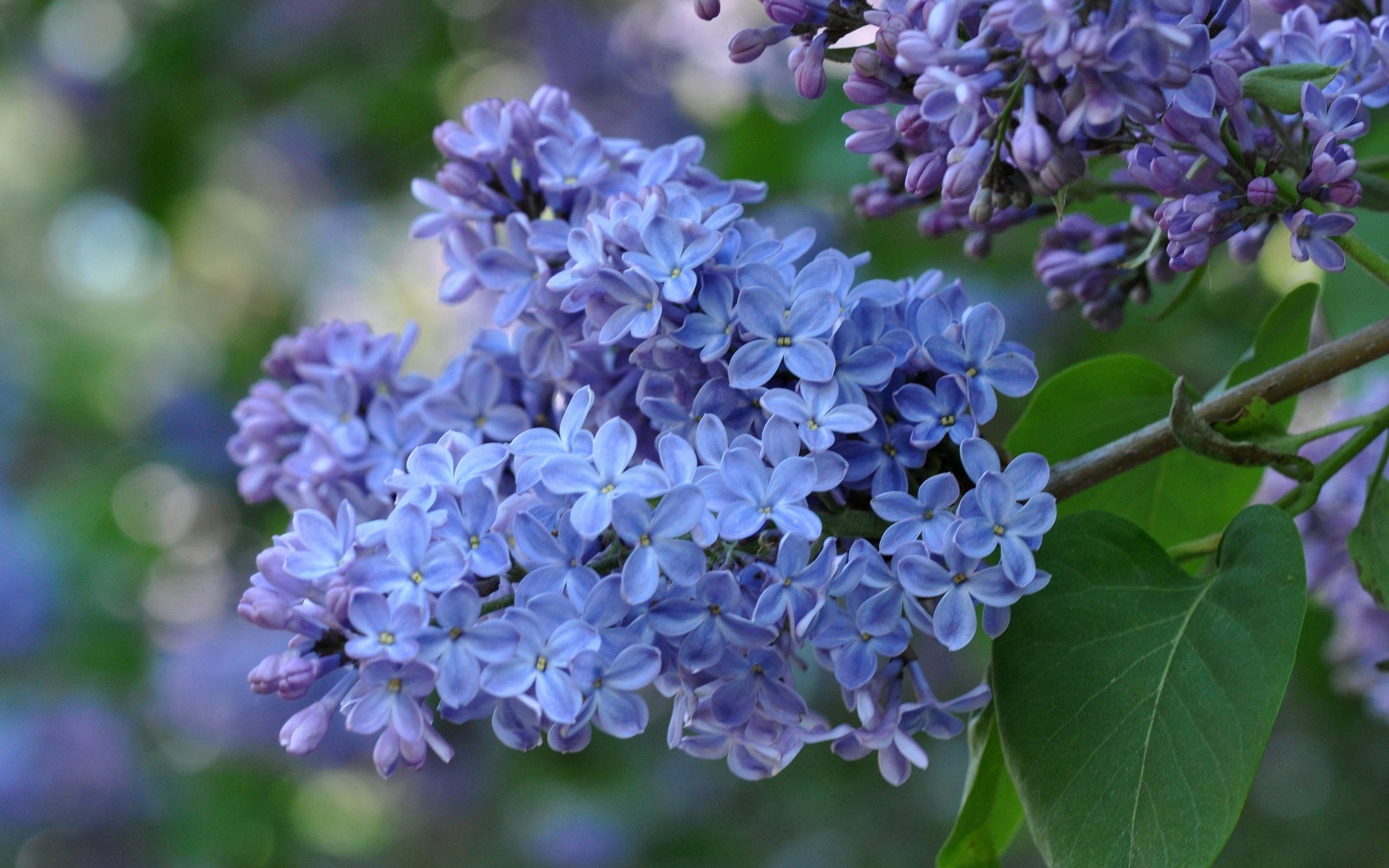 Обои ветка, цветение, макро, весна, сирень, соцветие, branch, flowering, macro, spring, lilac, inflorescence разрешение 2560x1700 Загрузить