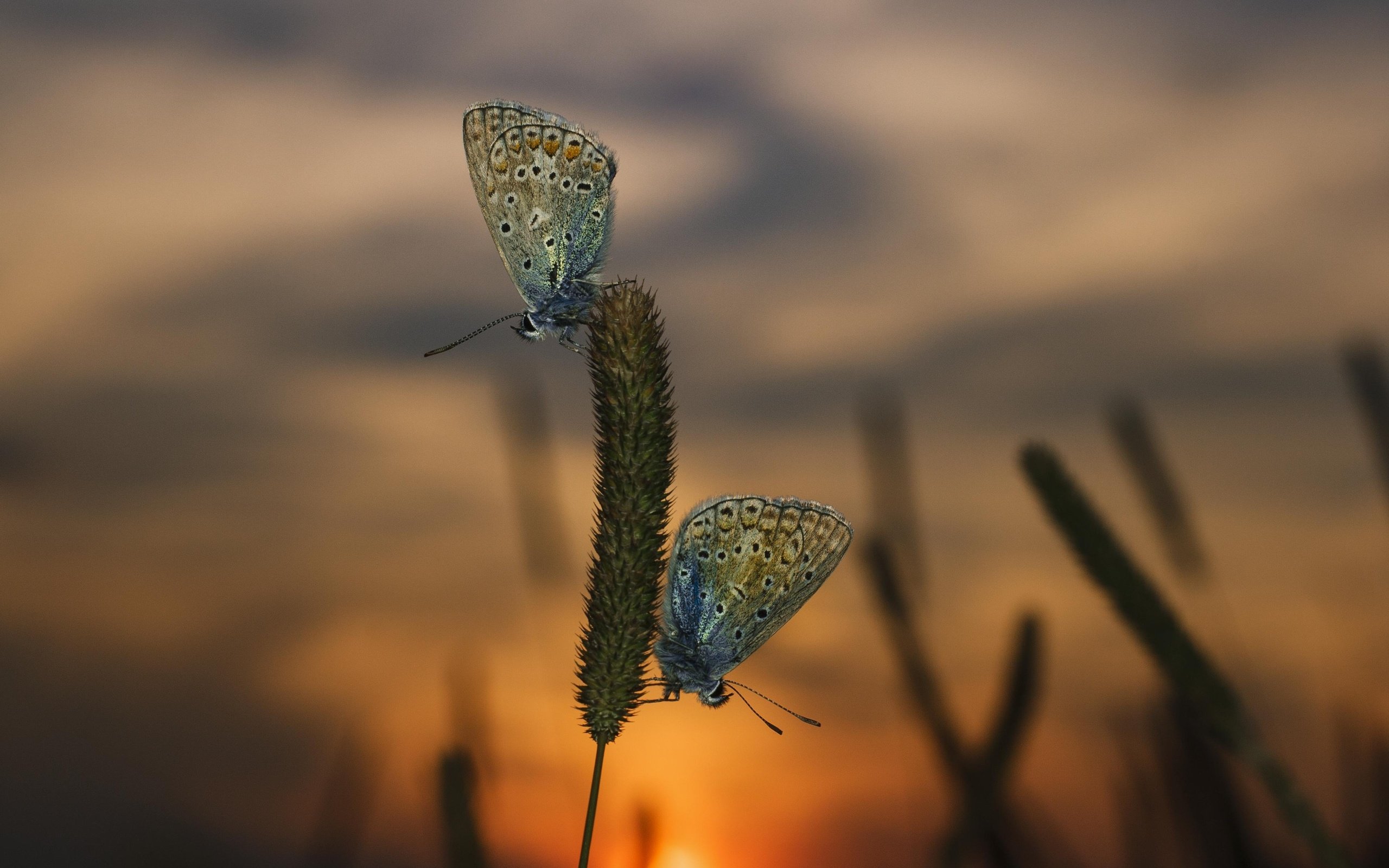 Обои трава, вечер, закат, макро, насекомые, бабочки, grass, the evening, sunset, macro, insects, butterfly разрешение 3888x2592 Загрузить