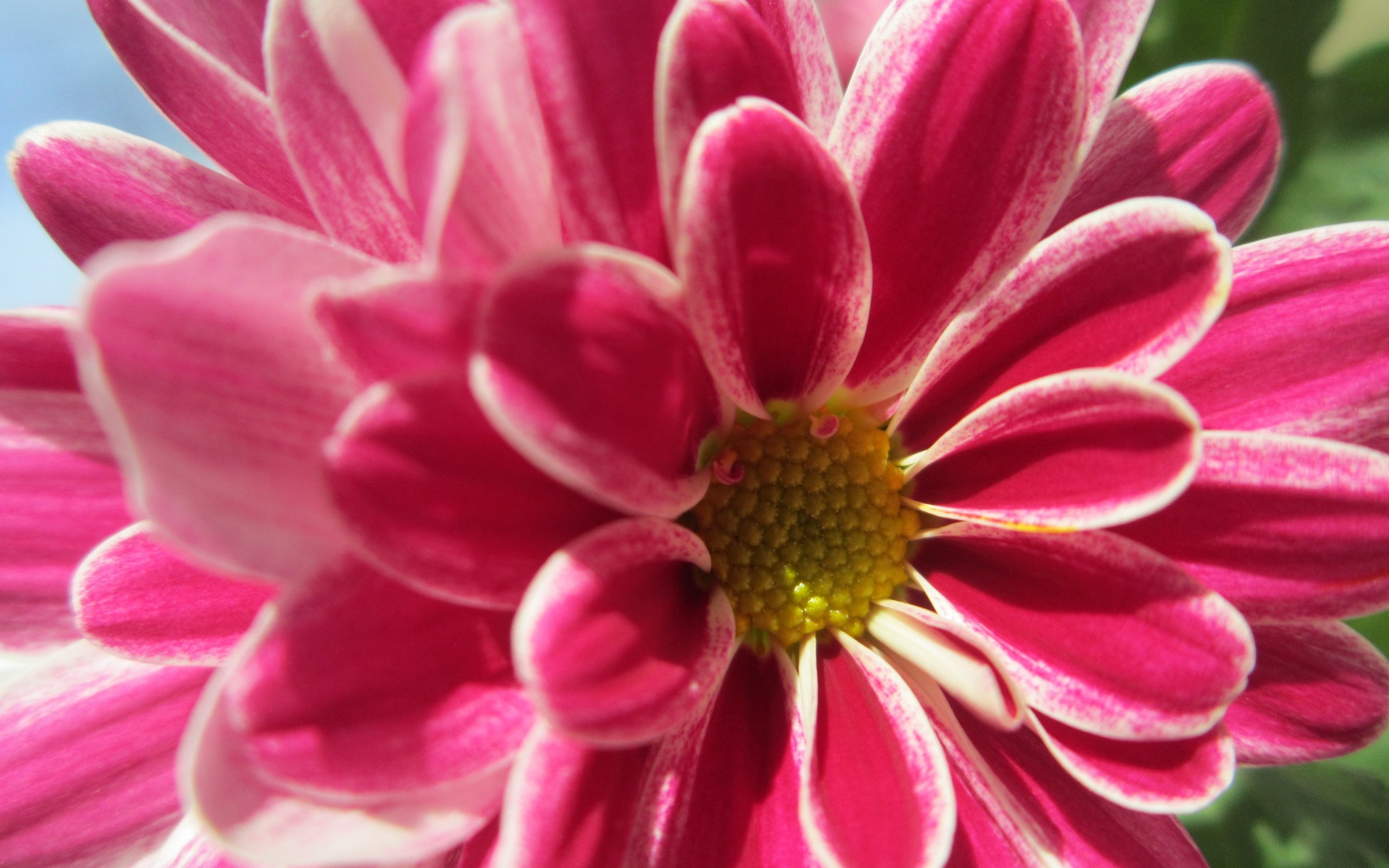 Обои макро, цветок, лепестки, розовый, георгин, macro, flower, petals, pink, dahlia разрешение 4608x3456 Загрузить