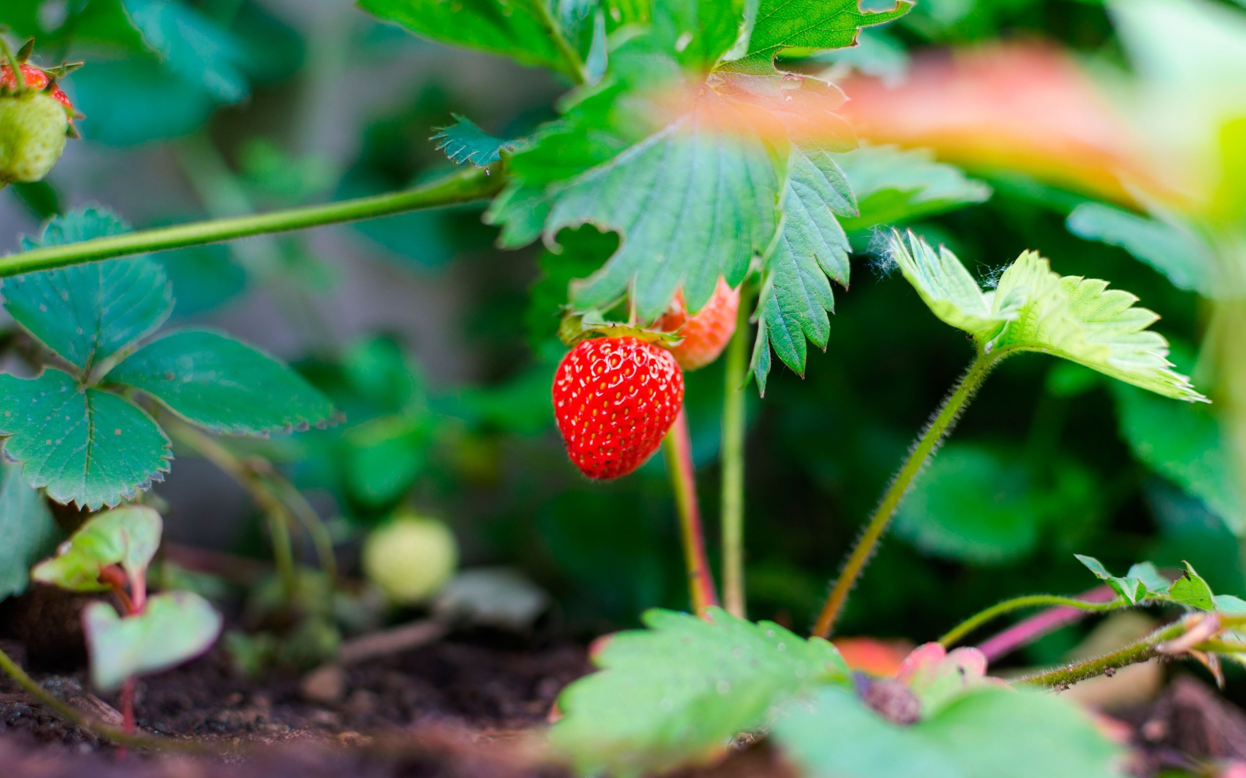 Обои природа, листья, ягоды, земляника, nature, leaves, berries, strawberries разрешение 4000x2649 Загрузить