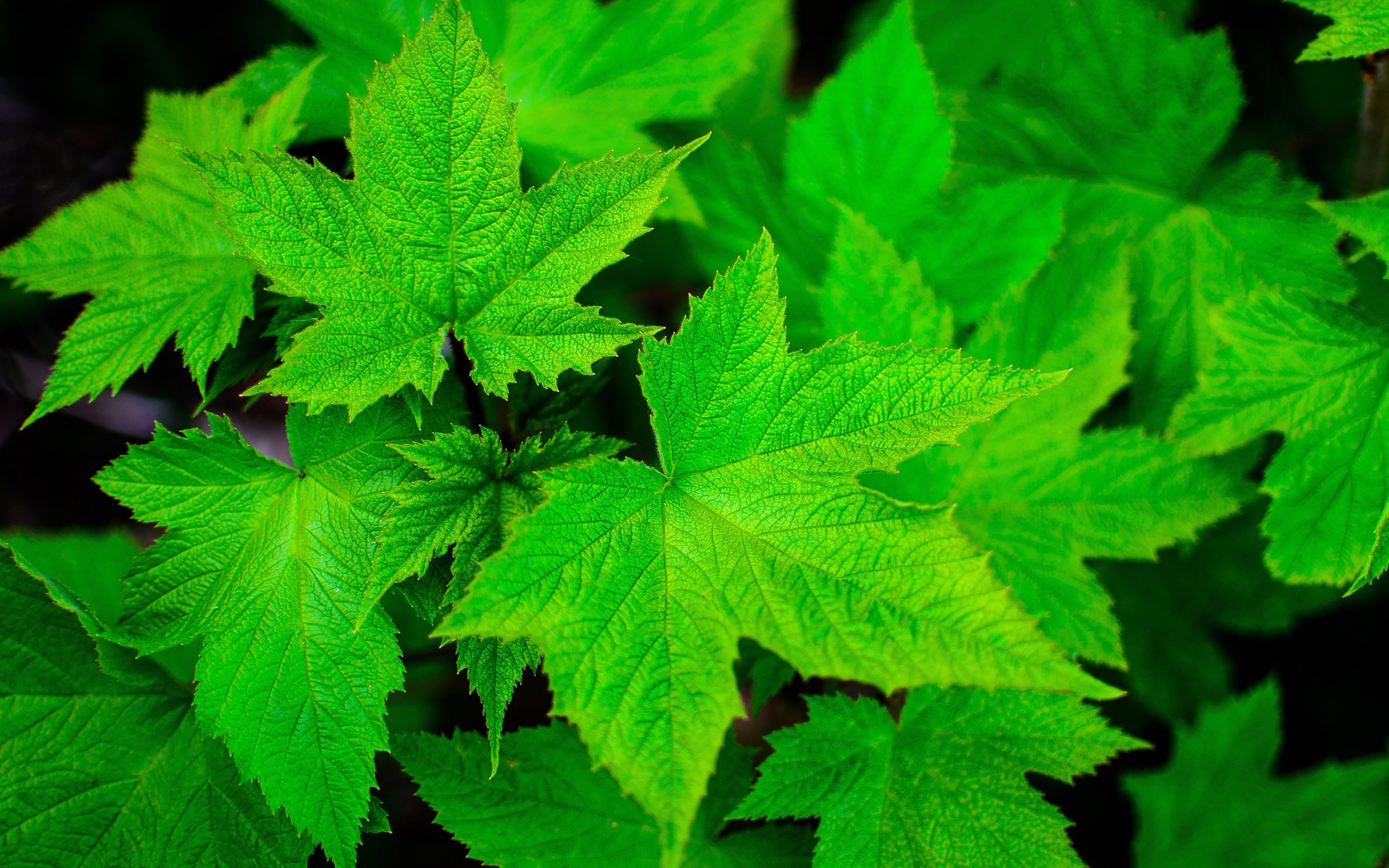 Обои природа, листья, зеленые листья, смородина, крупным планом, nature, leaves, green leaves, currants, closeup разрешение 4928x3264 Загрузить