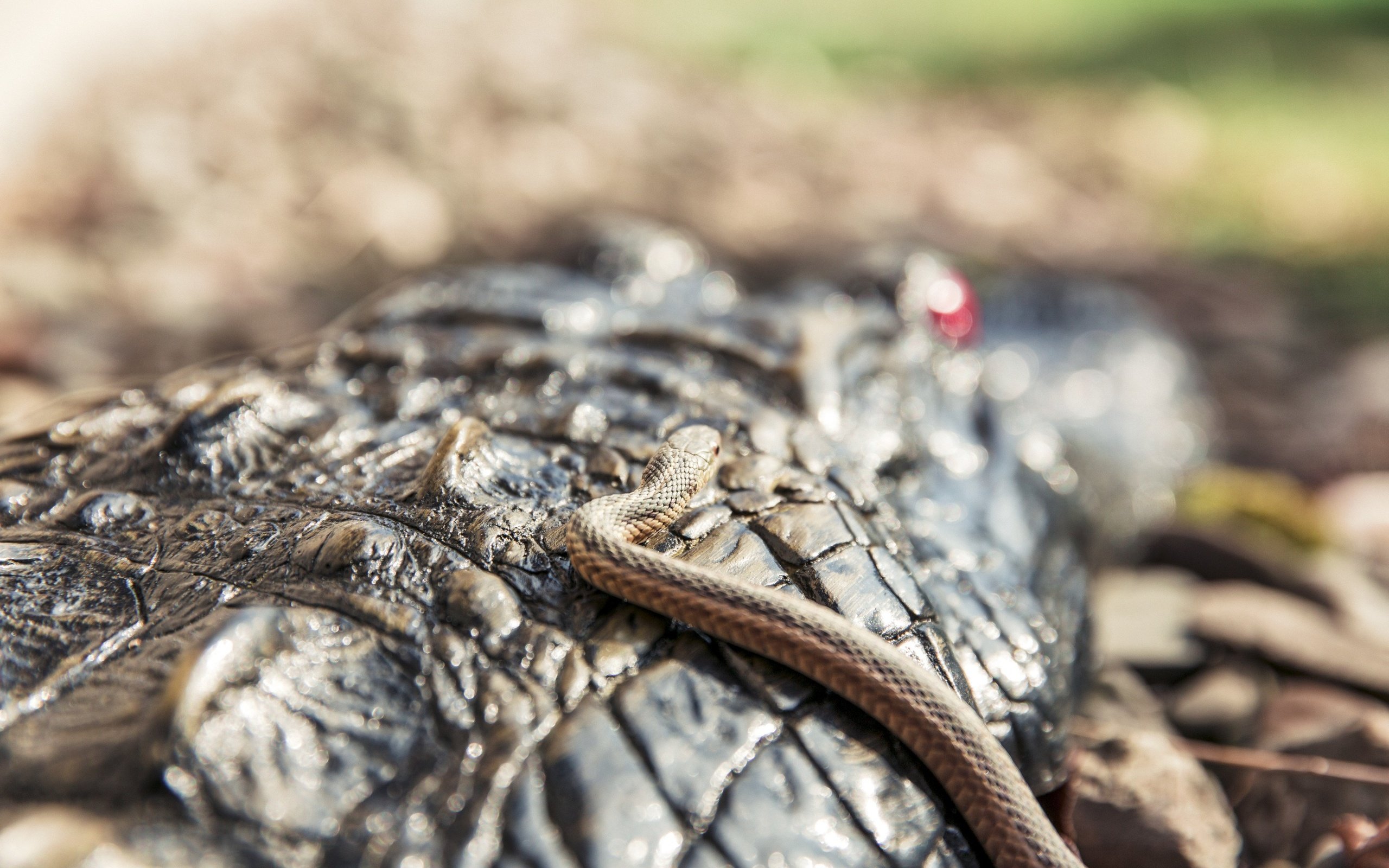 Обои змея, крокодил, чешуя, рептилия, крупным планом, пресмыкающиеся, snake, crocodile, scales, reptile, closeup, reptiles разрешение 2880x1800 Загрузить