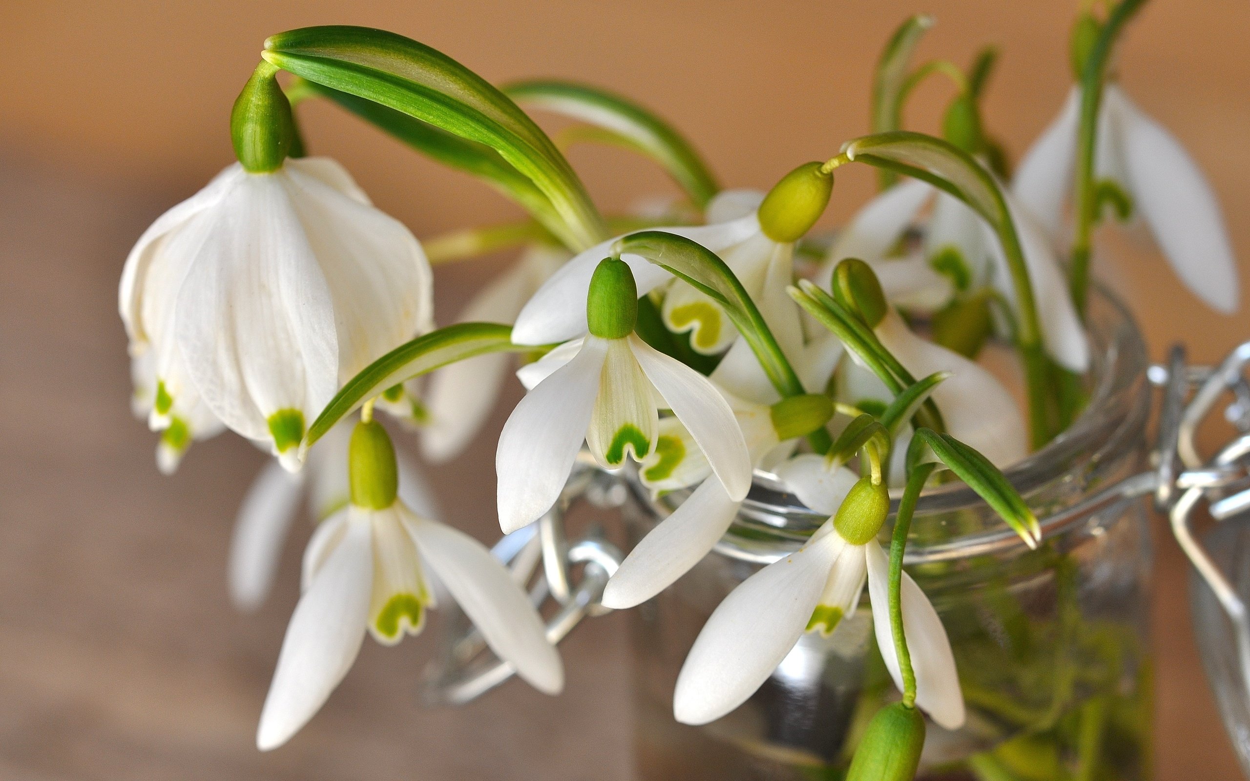 Обои цветы, лепестки, весна, белые, банка, подснежники, flowers, petals, spring, white, bank, snowdrops разрешение 4288x2848 Загрузить