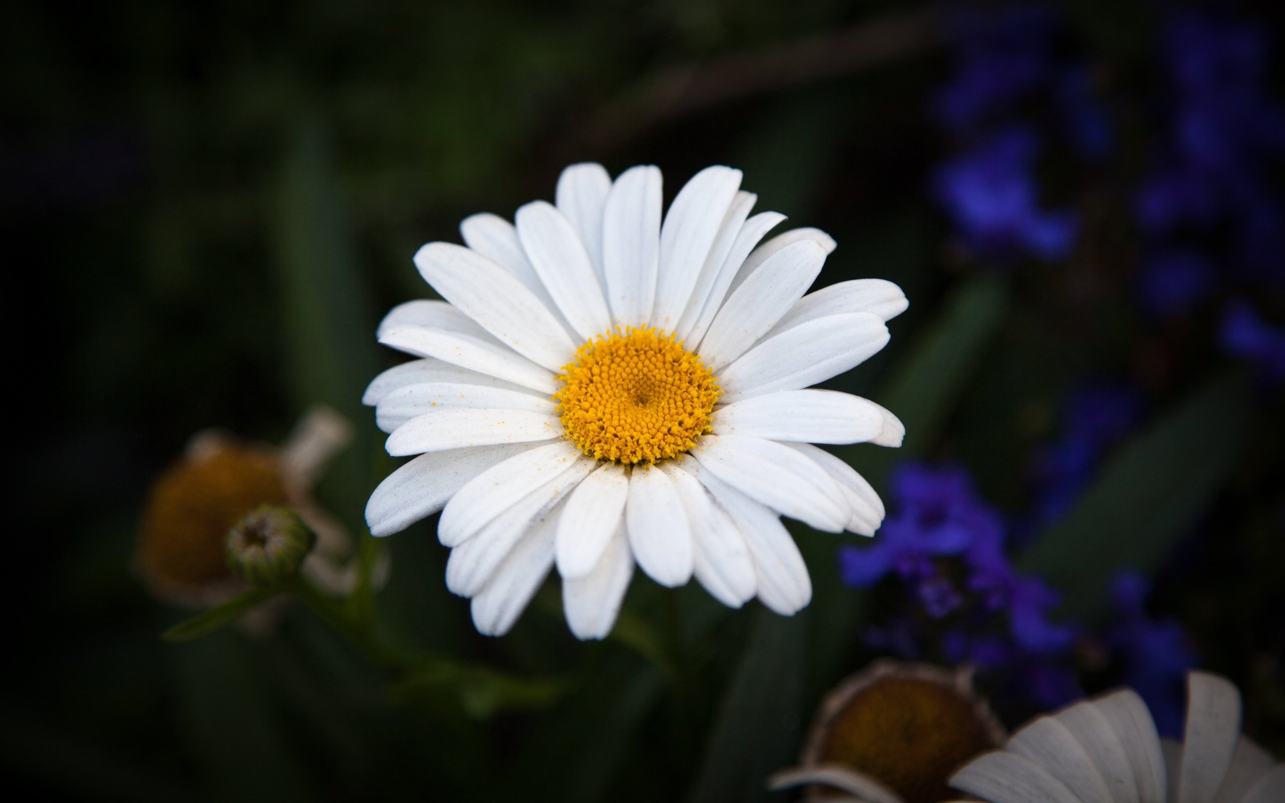 Обои лепестки, ромашки,  цветы, petals, chamomile, flowers разрешение 5616x3744 Загрузить