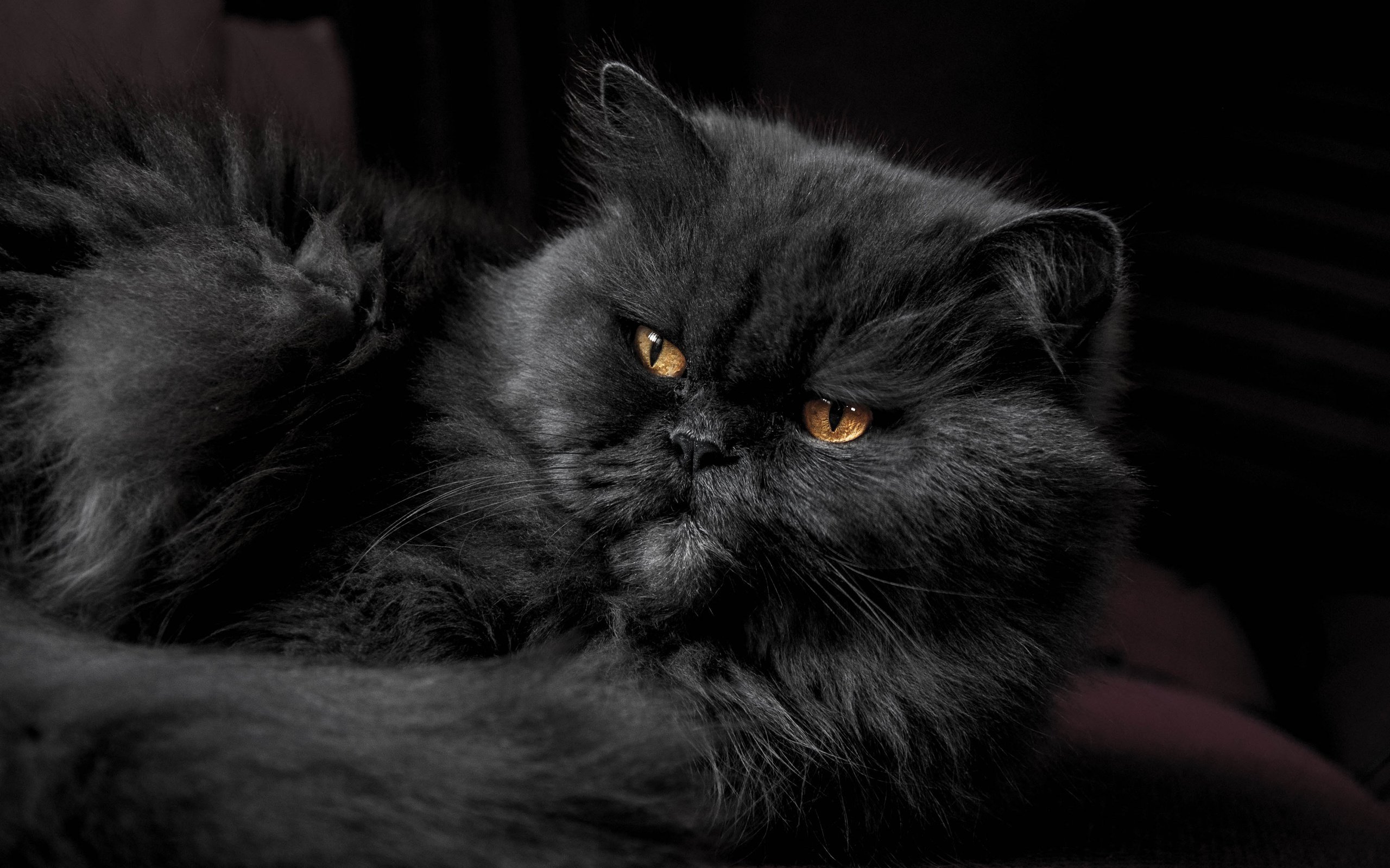 Обои глаза, фон, кот, усы, кошка, взгляд, eyes, background, cat, mustache, look разрешение 3840x2400 Загрузить