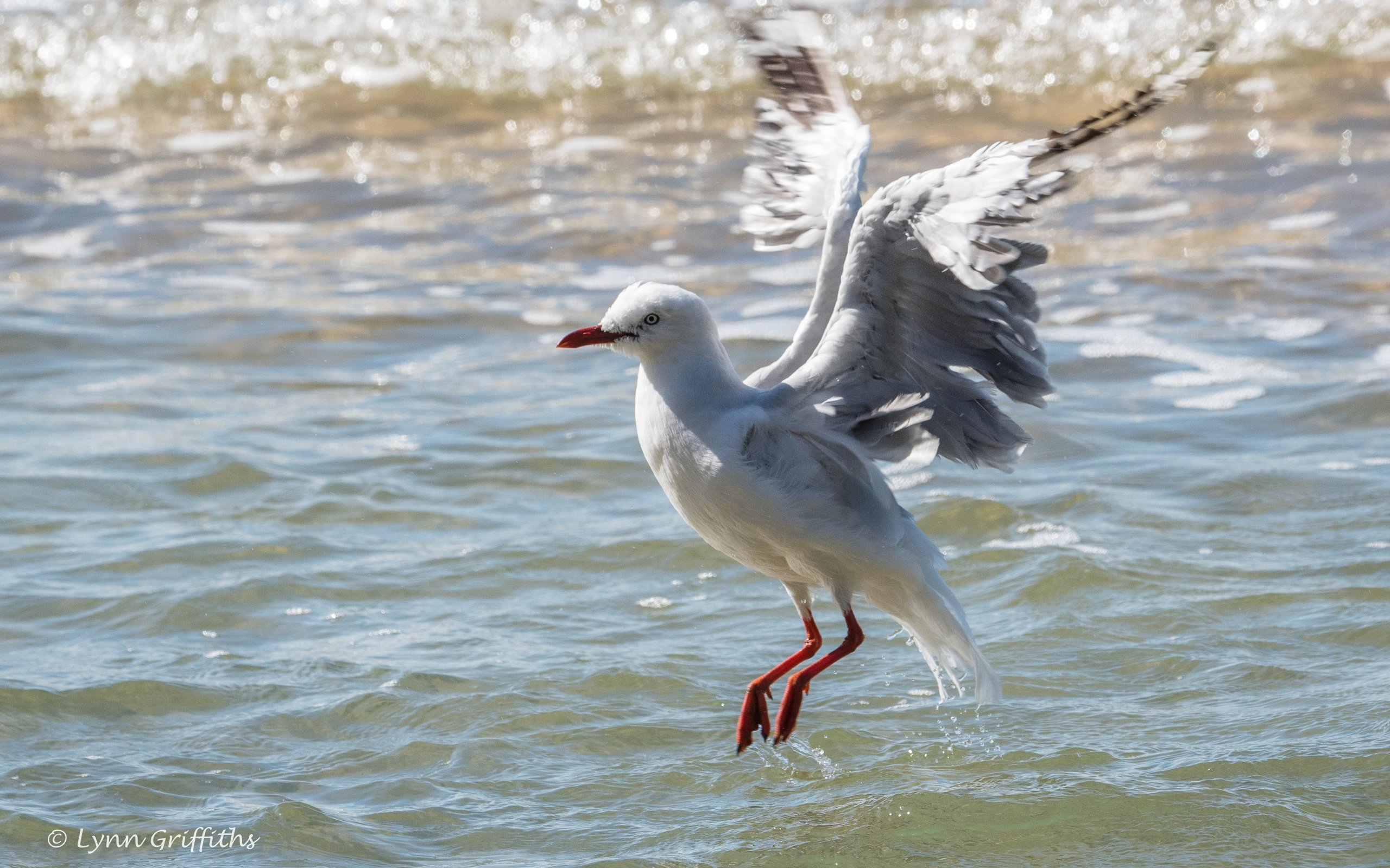 Обои вода, полет, крылья, чайка, птица, lynn griffiths, water, flight, wings, seagull, bird разрешение 3725x2483 Загрузить