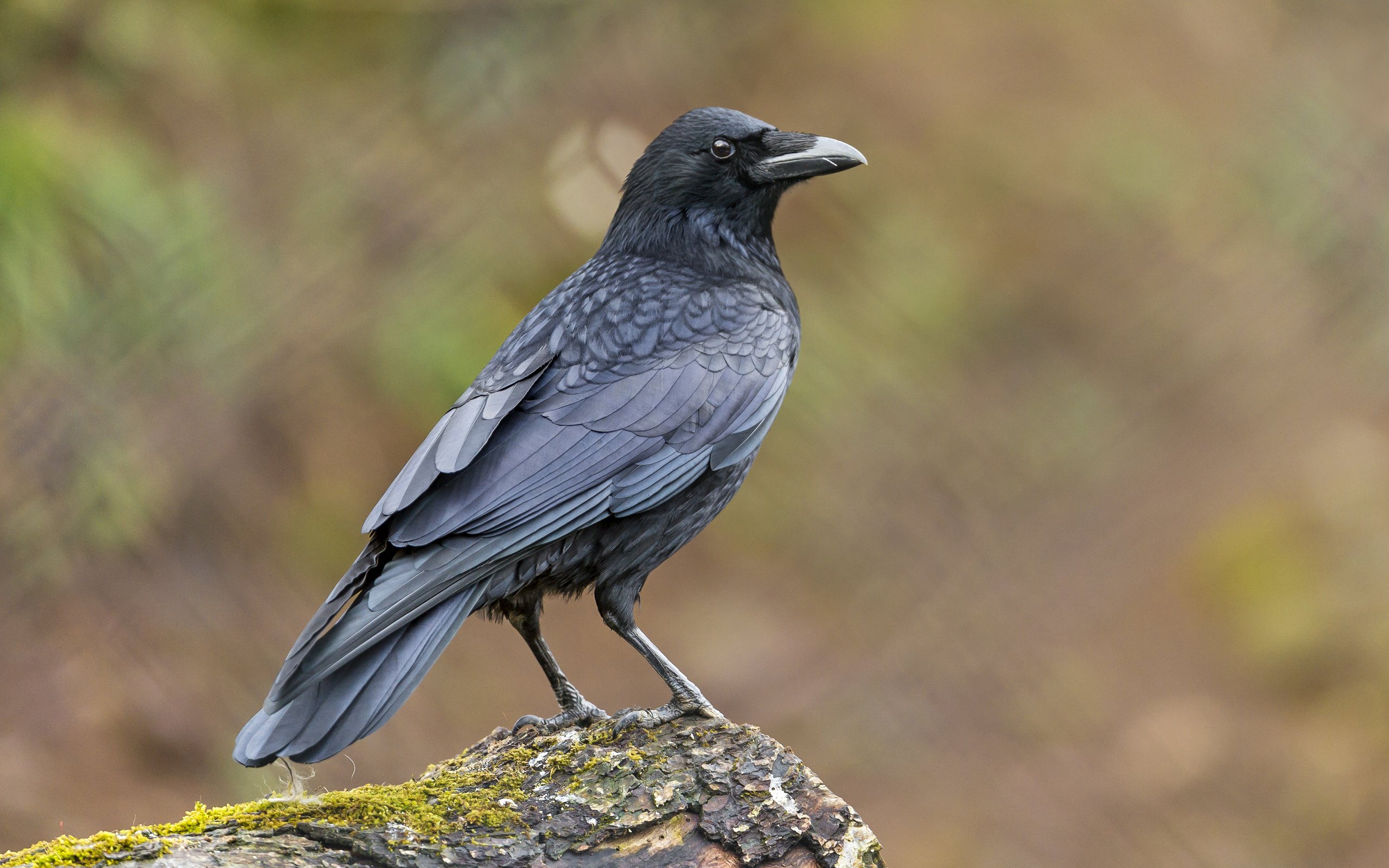 Обои птица, клюв, мох, перья, ворон, ворона, tambako the jaguar, bird, beak, moss, feathers, raven, crow разрешение 4012x2675 Загрузить