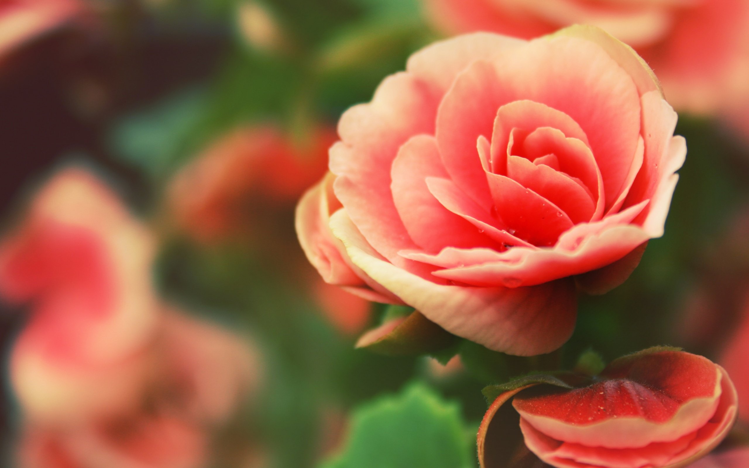 Обои цветы, лепестки, бегония, flowers, petals, begonia разрешение 3840x2160 Загрузить