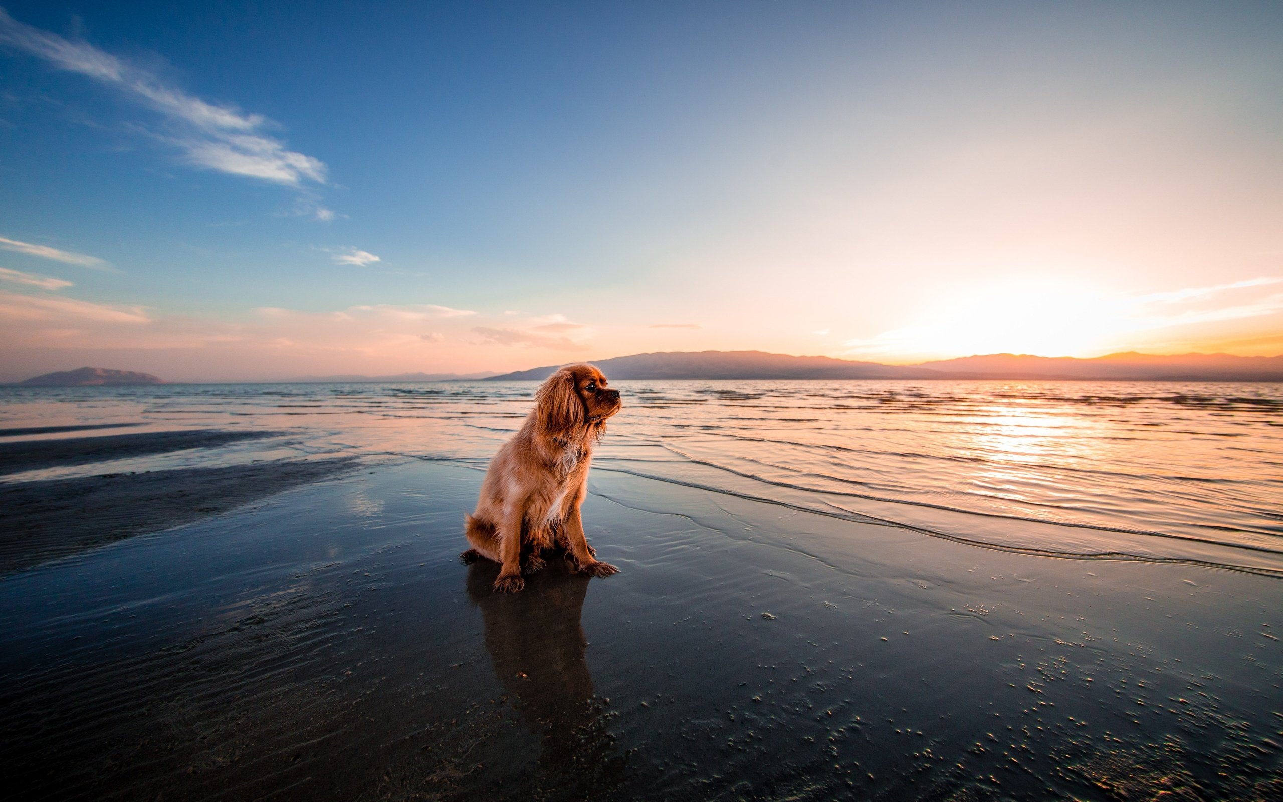 Обои закат, море, пляж, собака, сумерки, кокер-спаниель, берег., sunset, sea, beach, dog, twilight, cocker spaniel, shore. разрешение 5160x3440 Загрузить