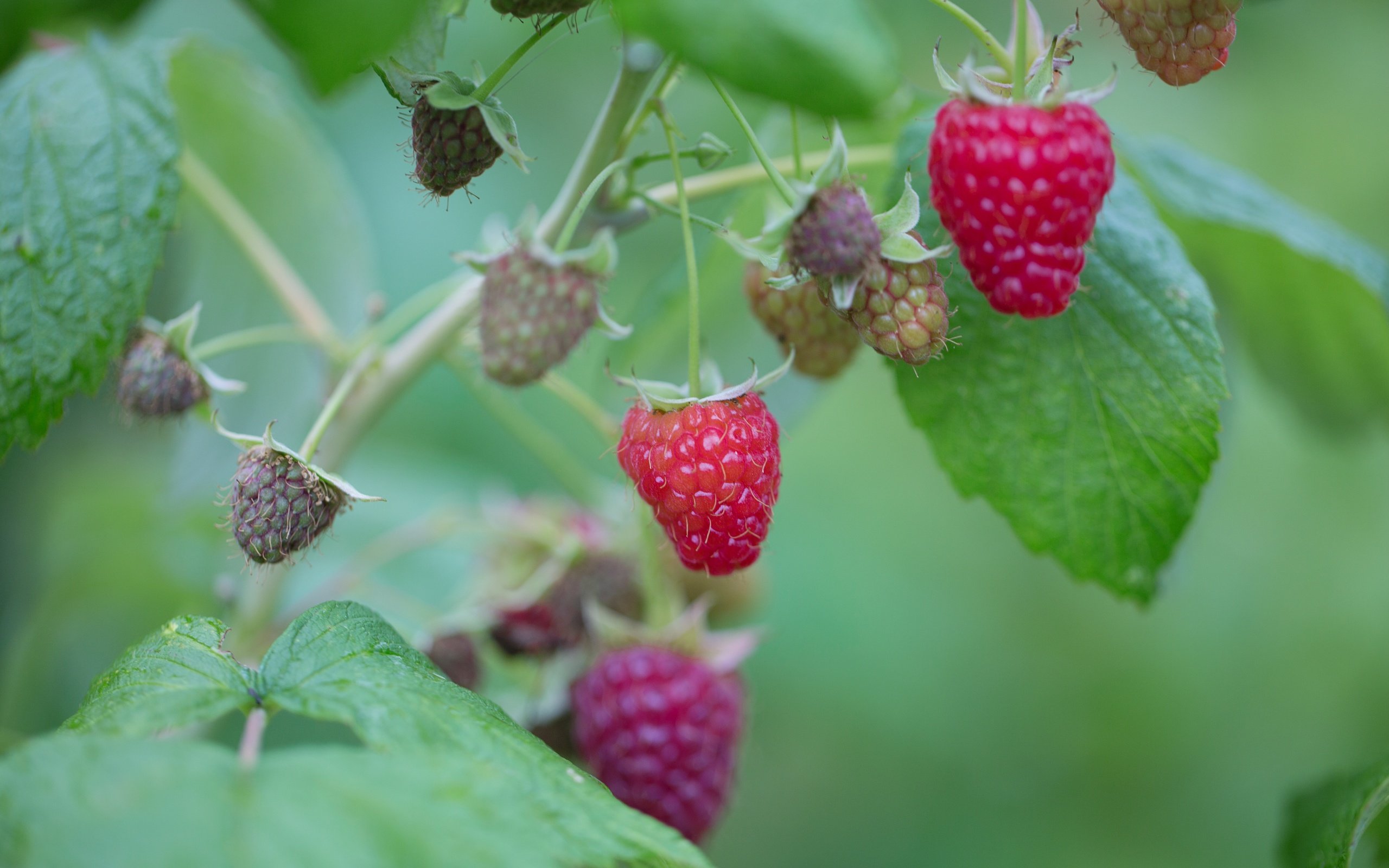 Обои листья, малина, ягоды, куст, leaves, raspberry, berries, bush разрешение 5760x3840 Загрузить