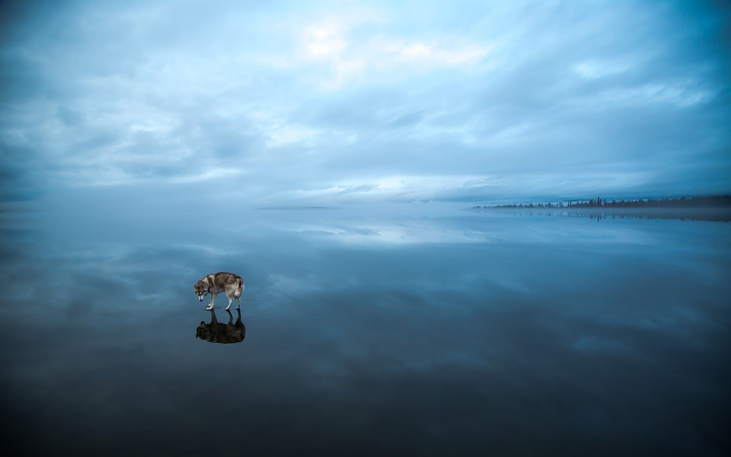 Обои вода, природа, лёд, хаски, сибирская хаски, water, nature, ice, husky, siberian husky разрешение 2560x1649 Загрузить