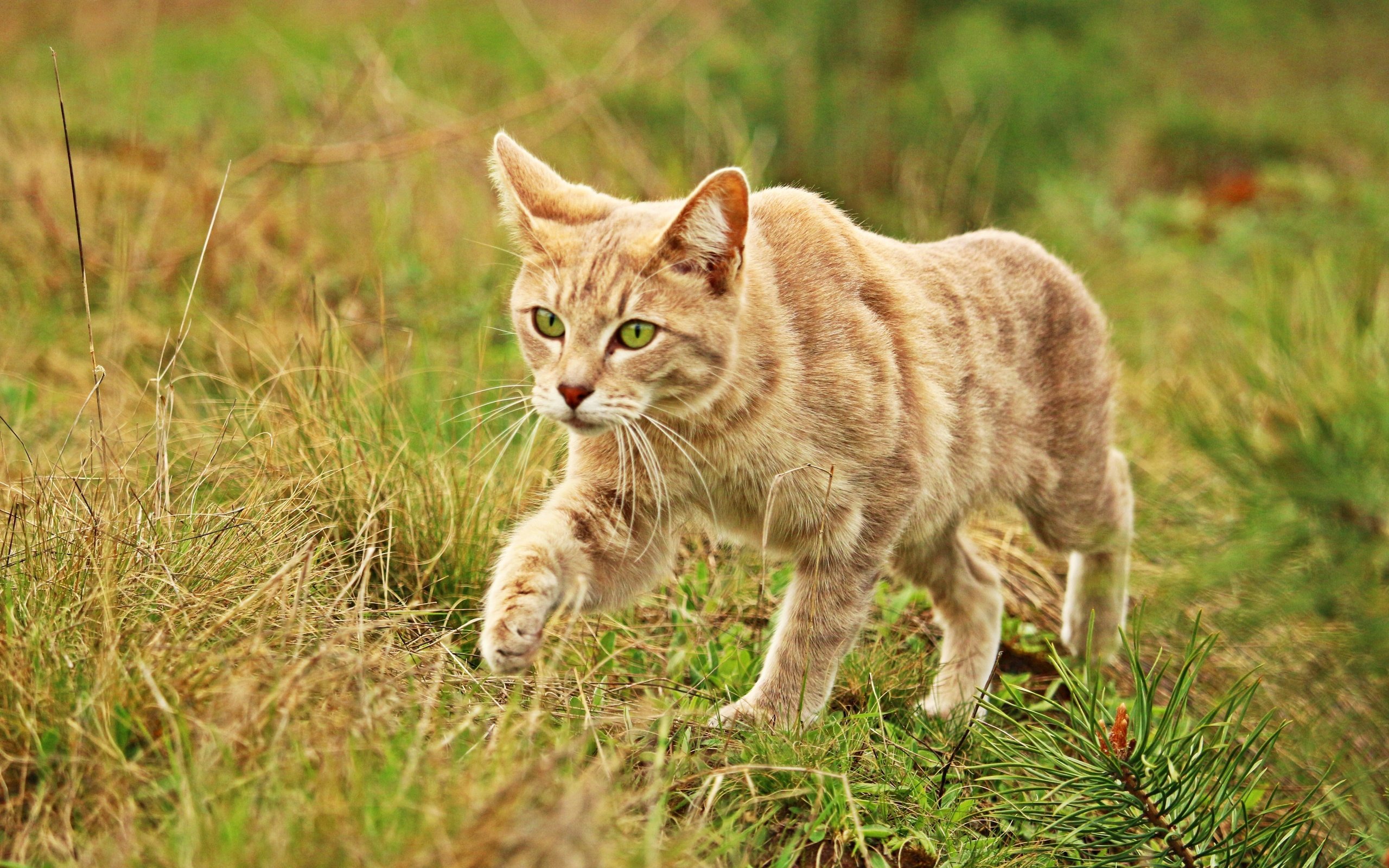 Обои трава, кот, мордочка, усы, кошка, взгляд, grass, cat, muzzle, mustache, look разрешение 5184x3456 Загрузить