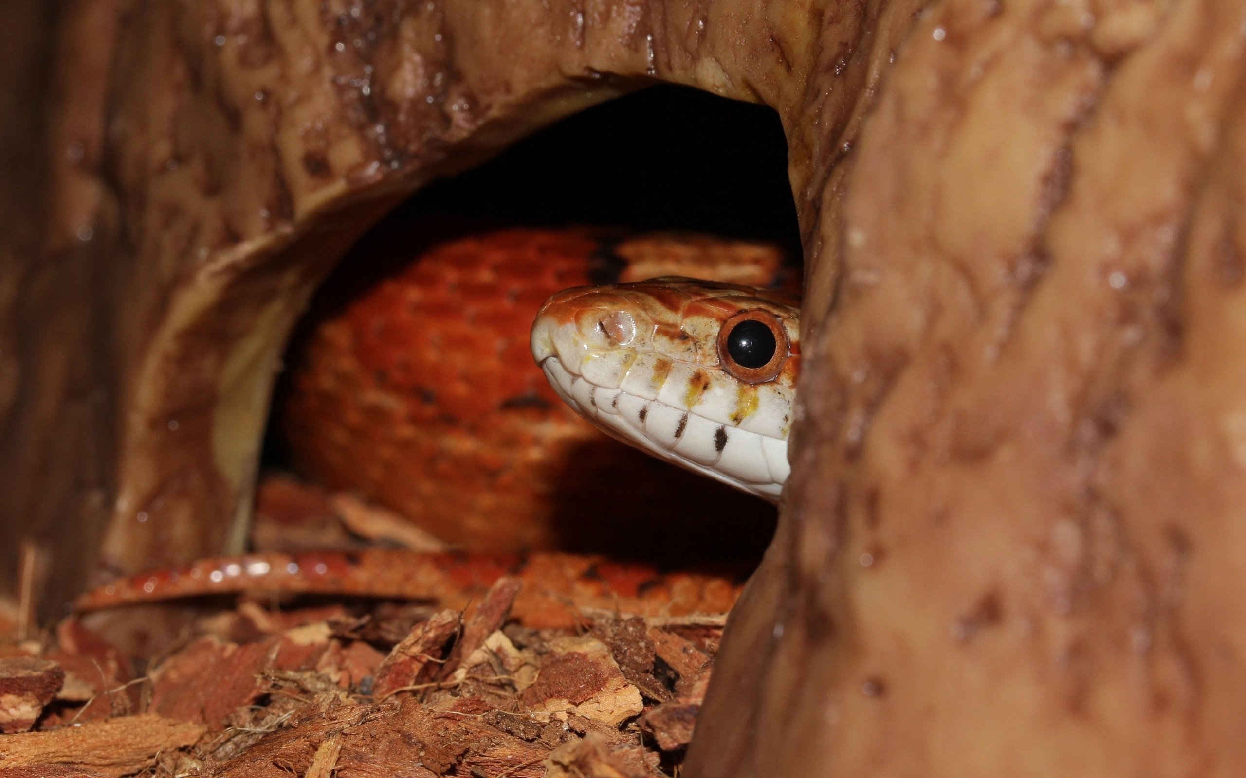 Обои змея, рептилия, крупным планом, пресмыкающиеся, террариум, snake, reptile, closeup, reptiles, terrarium разрешение 3904x3128 Загрузить