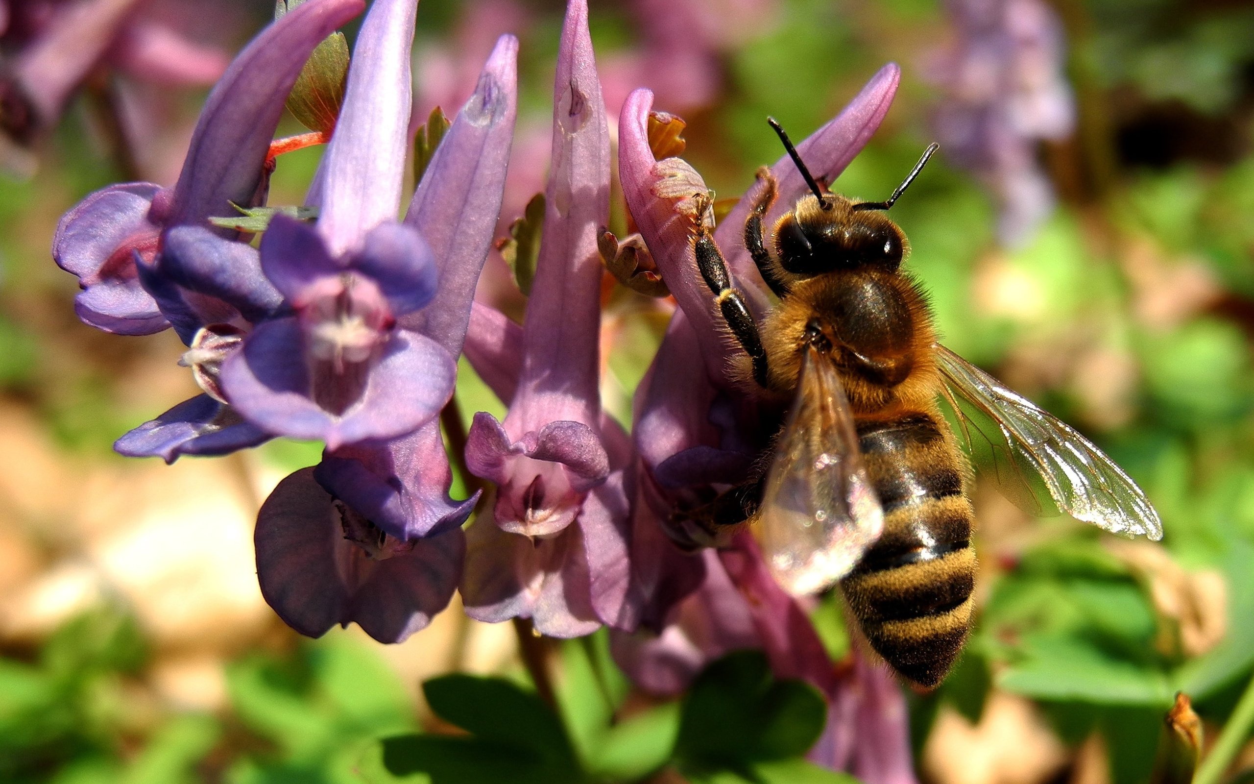 Обои природа, насекомое, цветок, растение, макросъемка, пчела, nature, insect, flower, plant, macro, bee разрешение 2581x1936 Загрузить