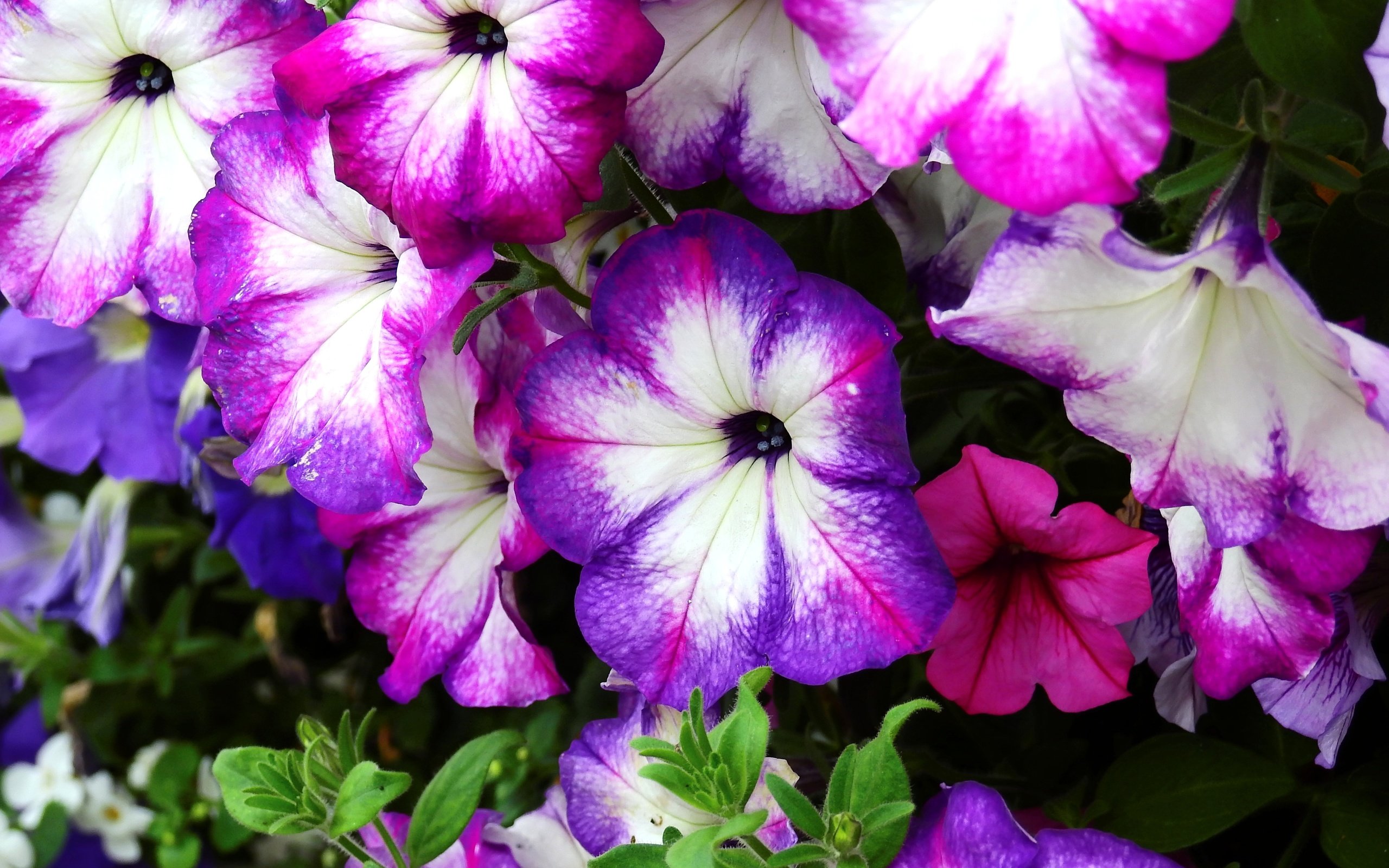 Обои цветы, цветение, растение, петуния, flowers, flowering, plant, petunia разрешение 4608x3456 Загрузить