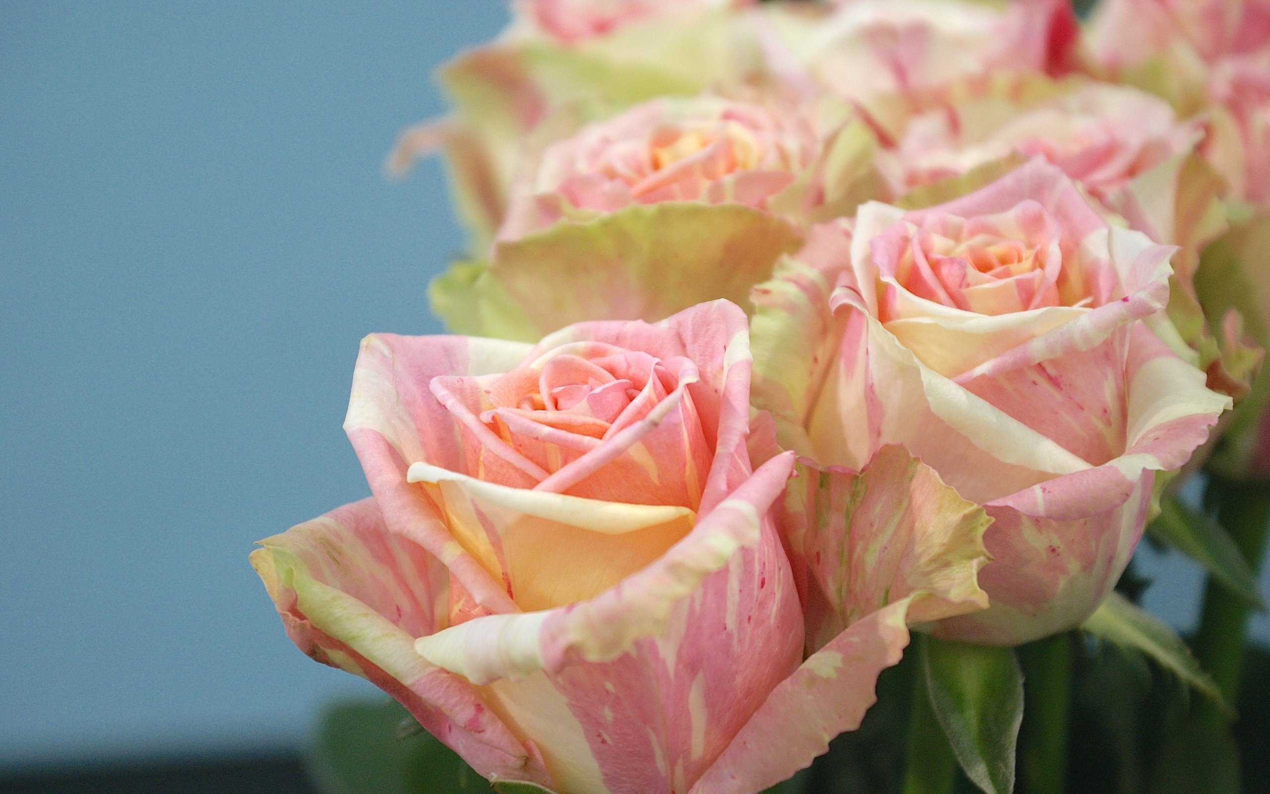 Обои цветы, бутоны, макро, розы, лепестки, букет, flowers, buds, macro, roses, petals, bouquet разрешение 2560x1714 Загрузить