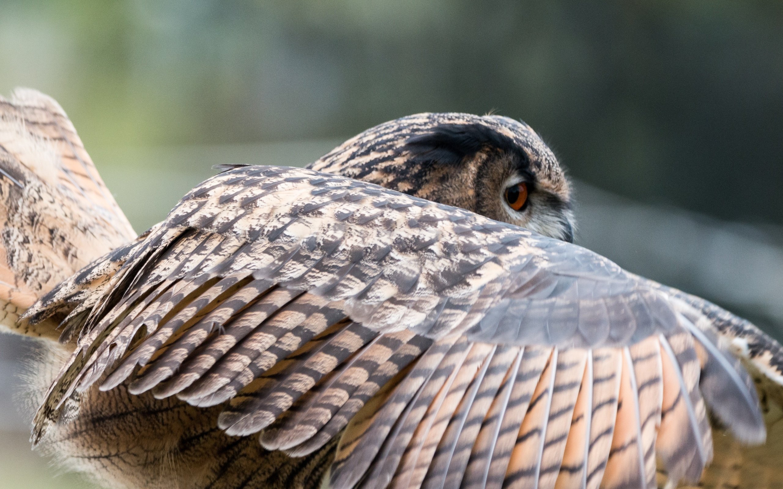 Обои сова, природа, крылья, птица, перья, филин, крупным планом, owl, nature, wings, bird, feathers, closeup разрешение 4484x2989 Загрузить