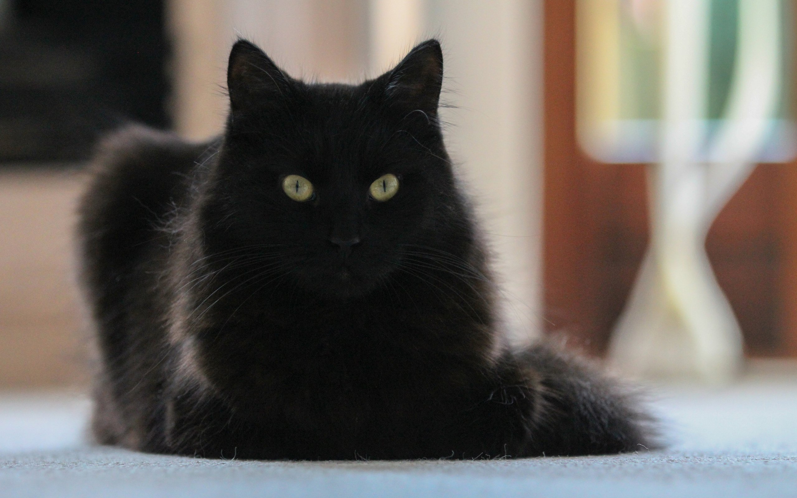 Черная кошка с белыми усами