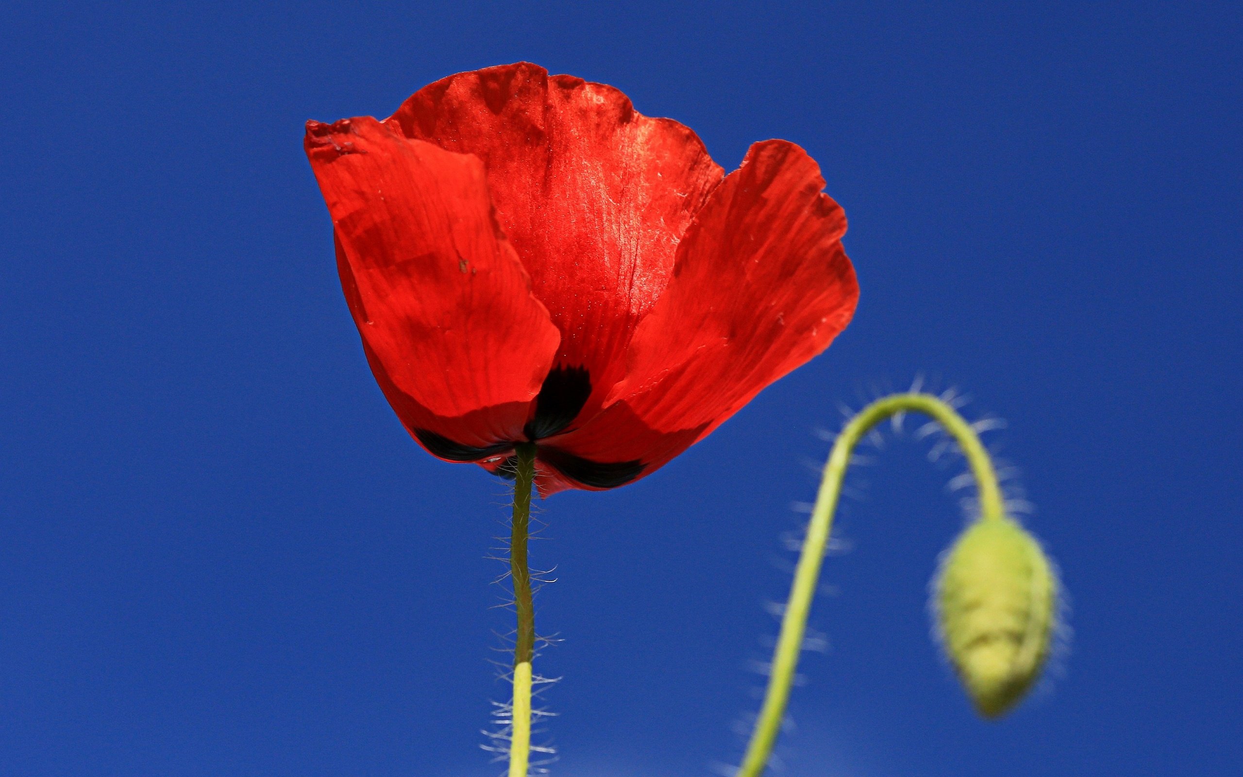 Обои небо, макро, цветок, лепестки, мак, the sky, macro, flower, petals, mac разрешение 2850x1687 Загрузить