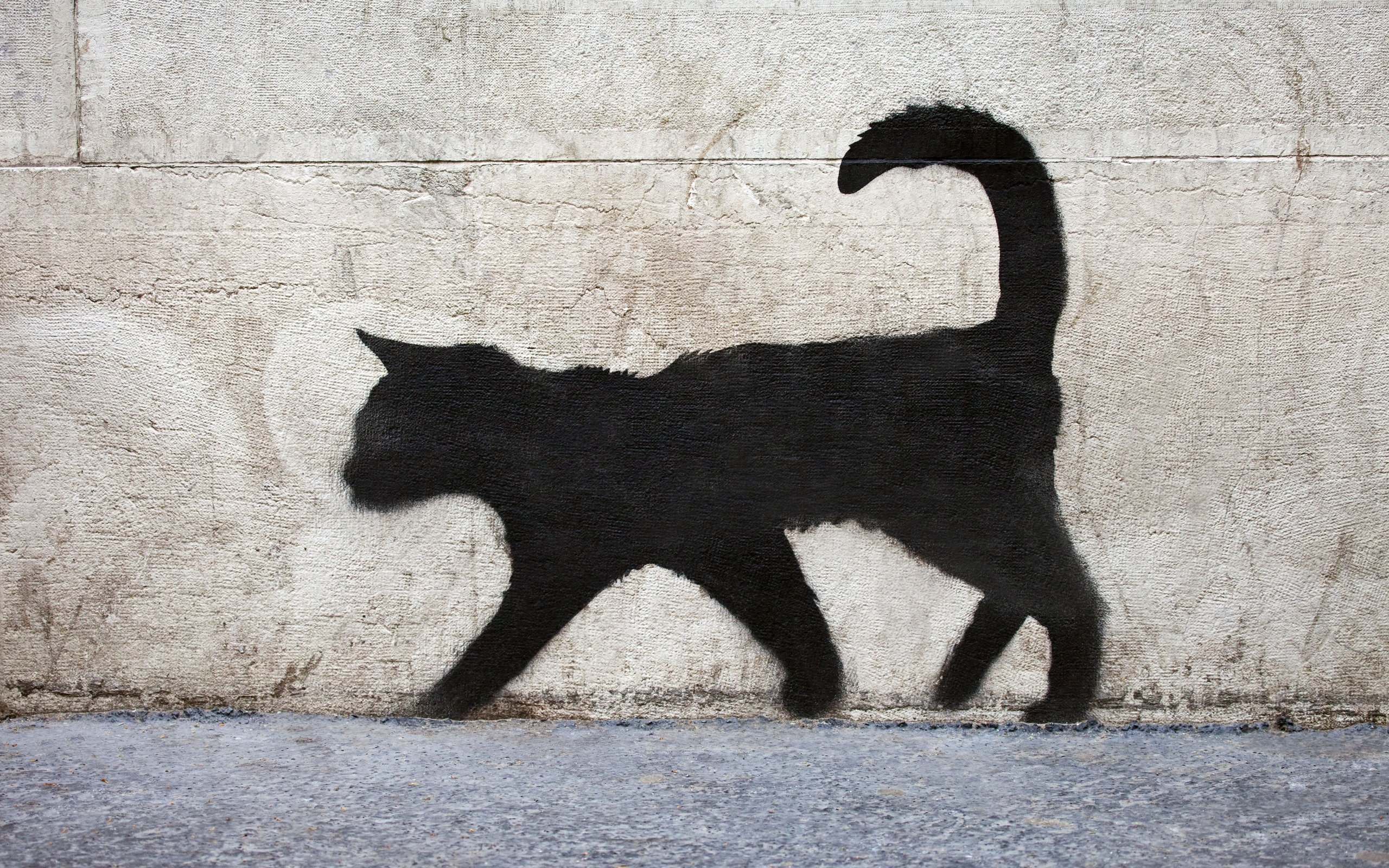 Кот на кирпичной стене