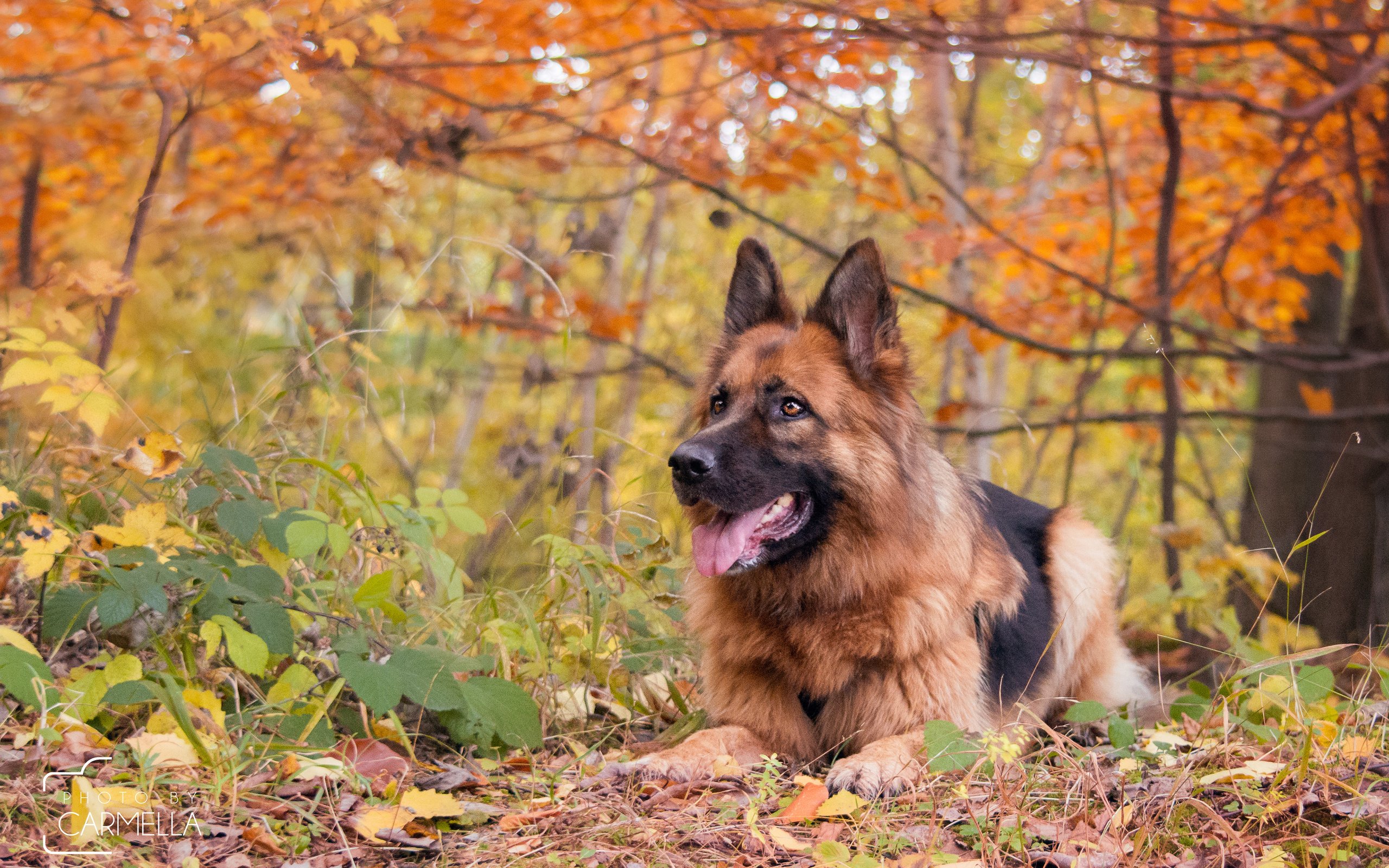 Обои осень, собака, немецкая овчарка, j.wiselka, autumn, dog, german shepherd разрешение 3840x2400 Загрузить