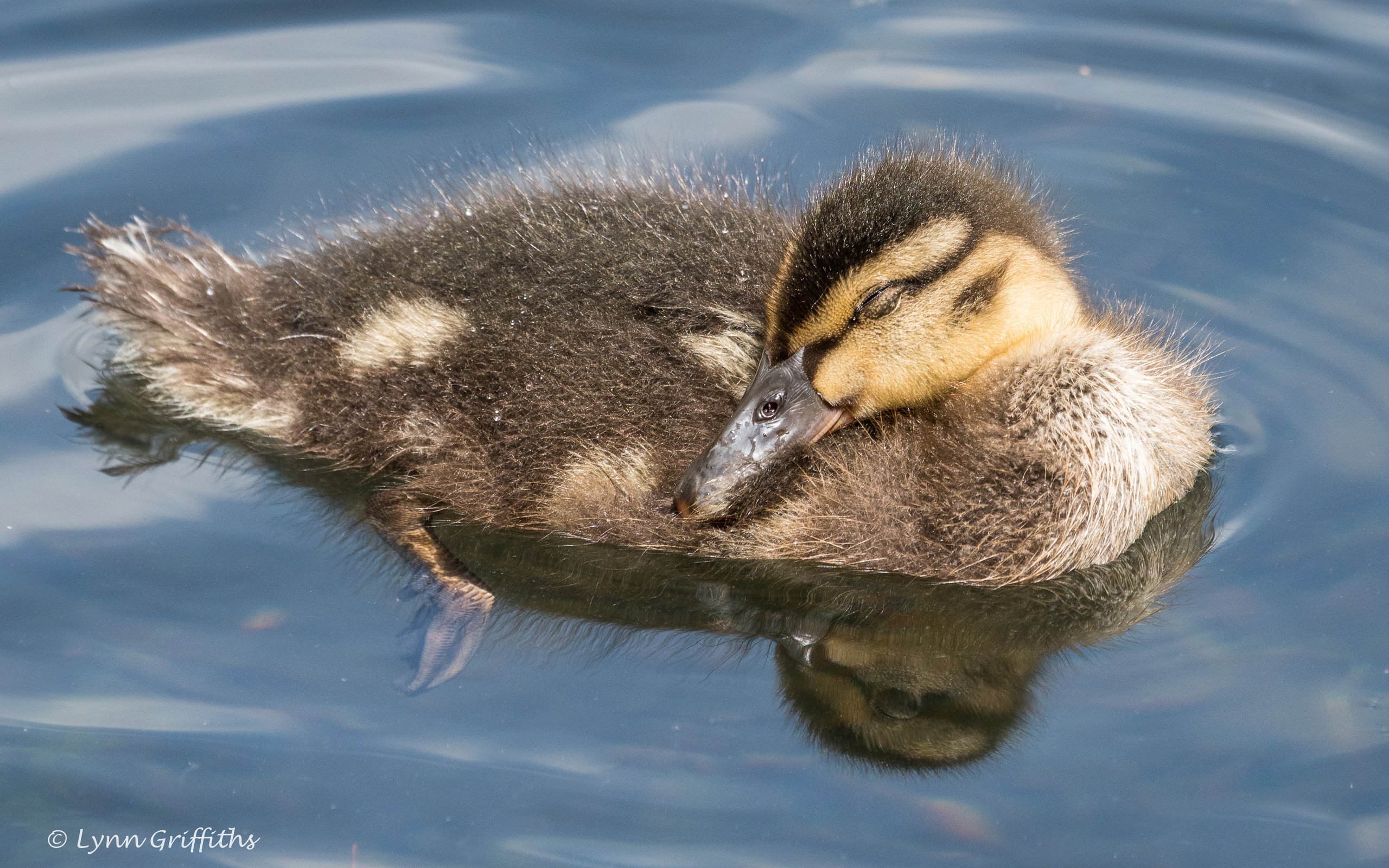 Обои вода, отражение, птица, клюв, перья, утка, кряква, lynn griffiths, water, reflection, bird, beak, feathers, duck, mallard разрешение 3465x2310 Загрузить