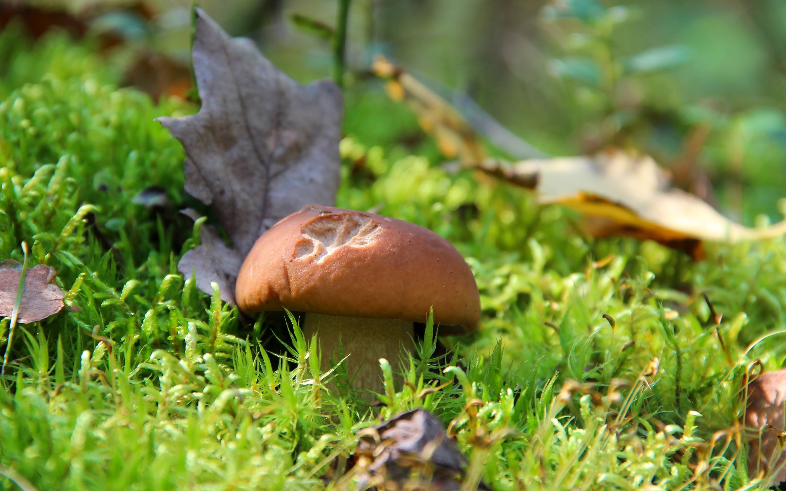 Обои трава, природа, лес, осень, гриб, белый гриб, grass, nature, forest, autumn, mushroom, white mushroom разрешение 3000x2000 Загрузить