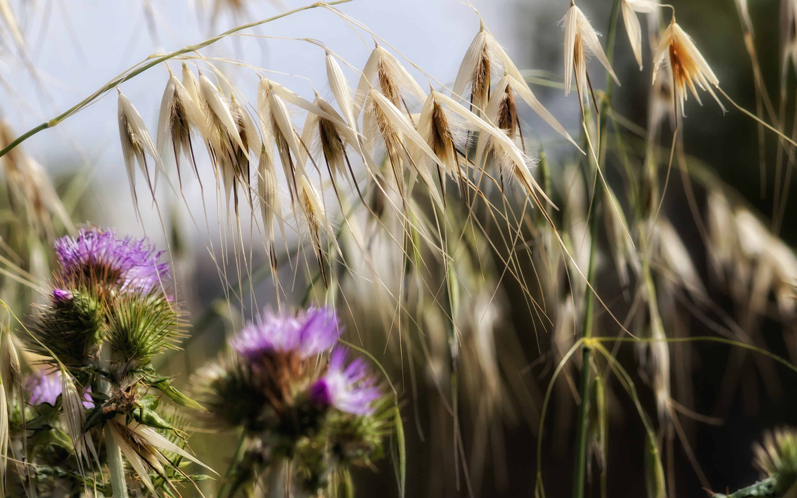 Обои цветы, трава, природа, растения, макро, колоски, чертополох, theophilos papadopoulos, flowers, grass, nature, plants, macro, spikelets, thistle разрешение 4752x3168 Загрузить