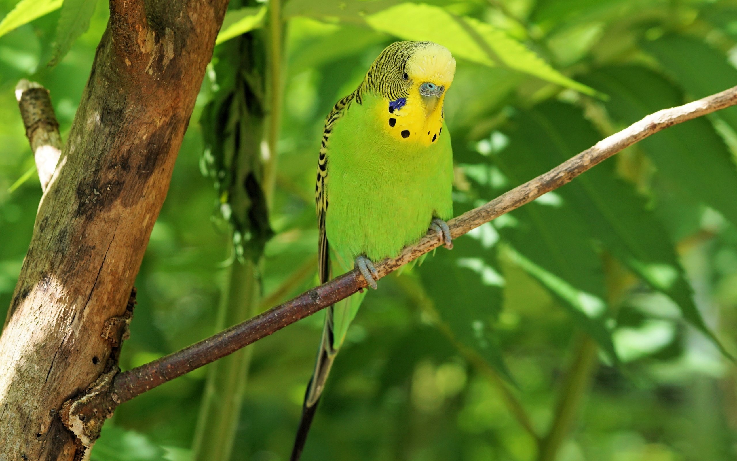 Обои птица, клюв, перья, попугай, волнистый попугайчик, bird, beak, feathers, parrot, budgie разрешение 3432x2388 Загрузить