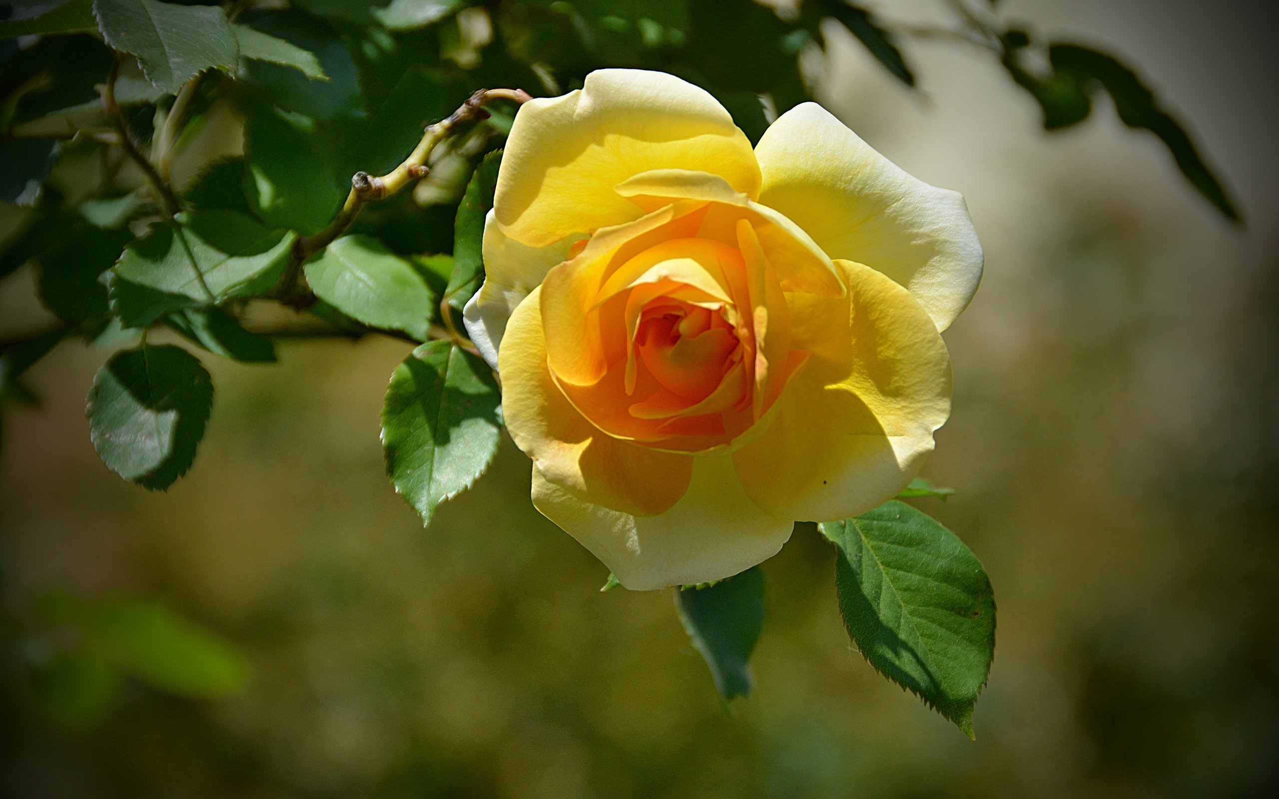 Жёлтые розы в природе