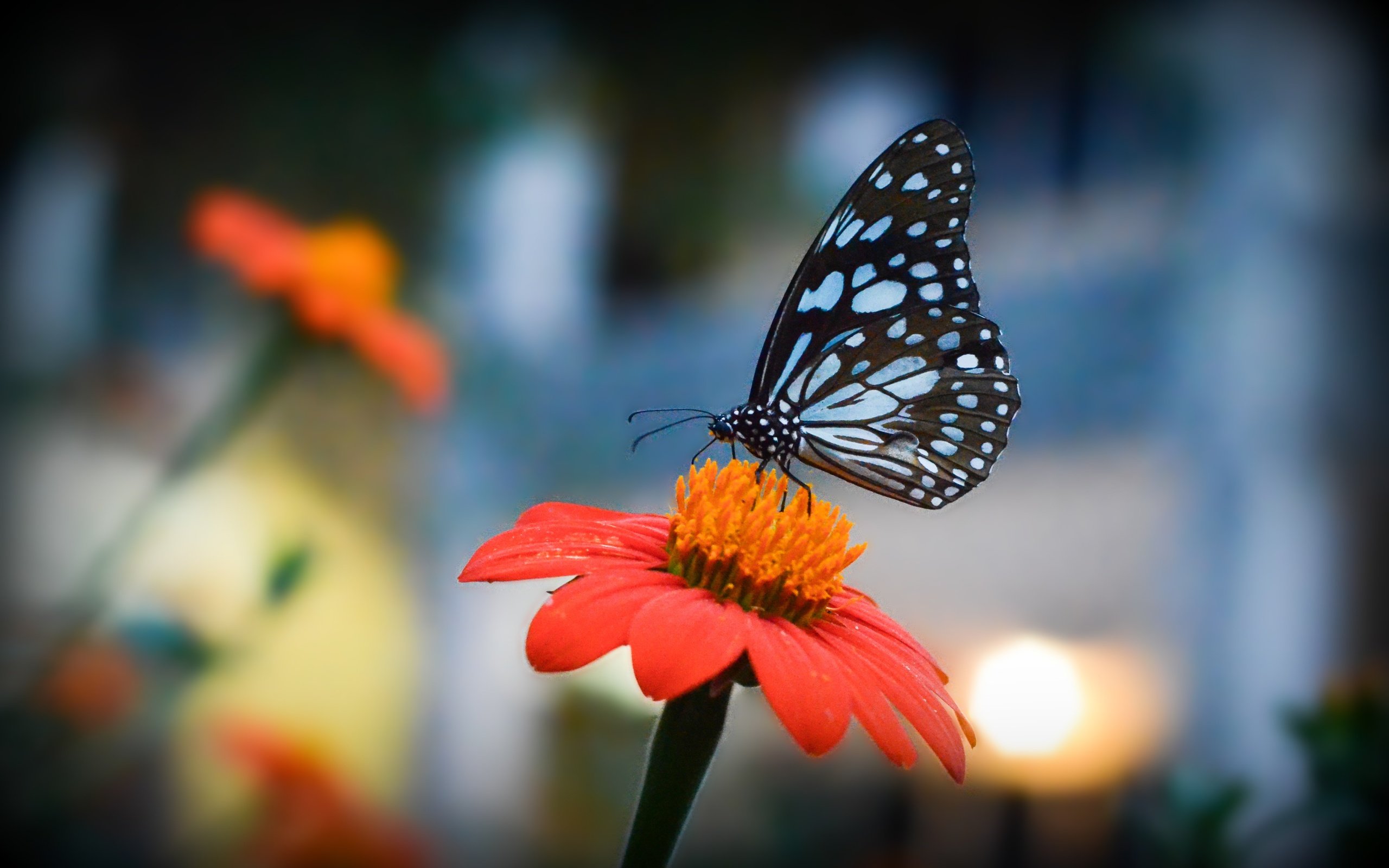 Обои цветы, насекомое, лепестки, бабочка, крылья, боке, flowers, insect, petals, butterfly, wings, bokeh разрешение 4523x2863 Загрузить