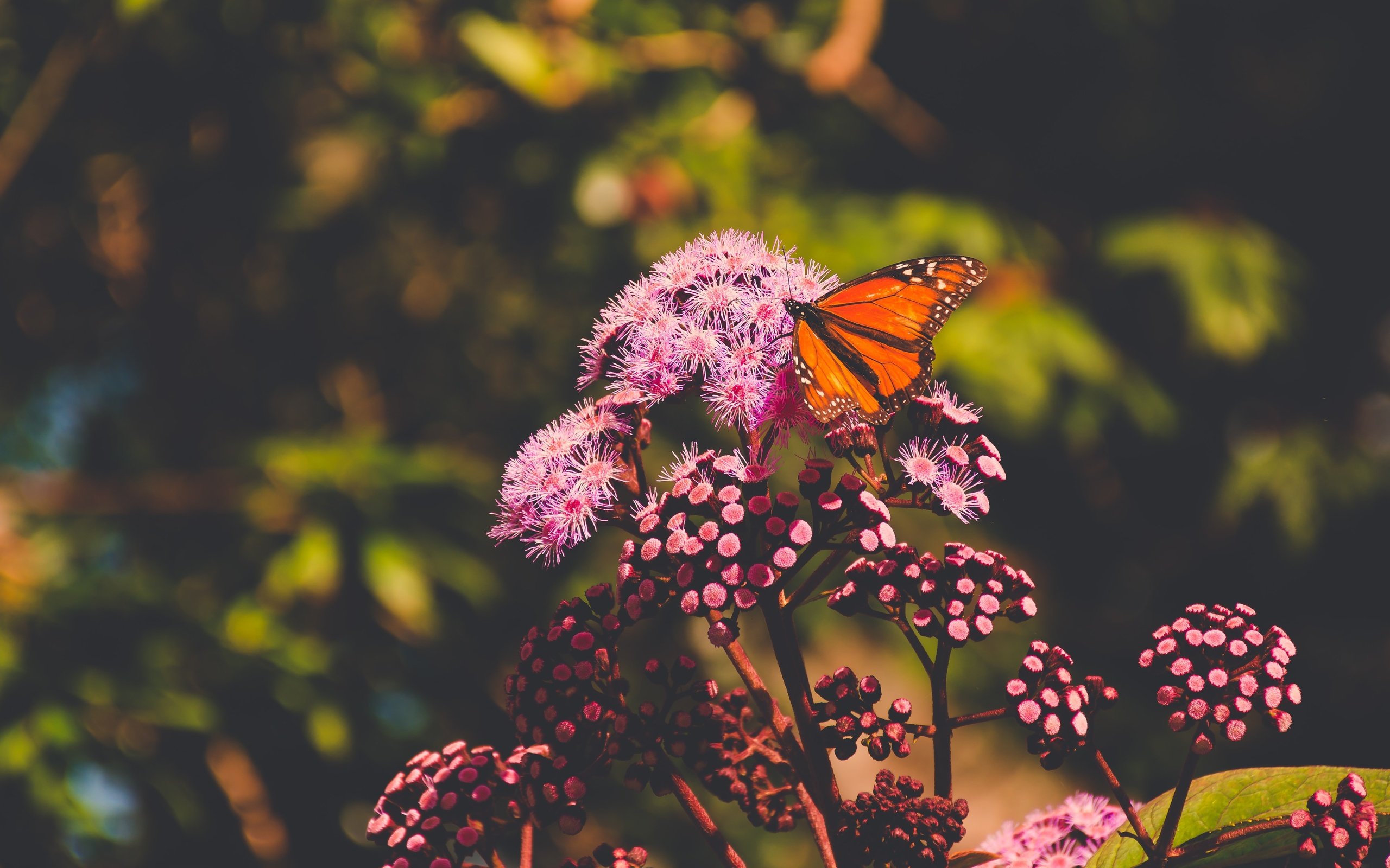 Обои цветы, природа, макро, насекомое, лето, бабочка, боке, flowers, nature, macro, insect, summer, butterfly, bokeh разрешение 4800x3200 Загрузить