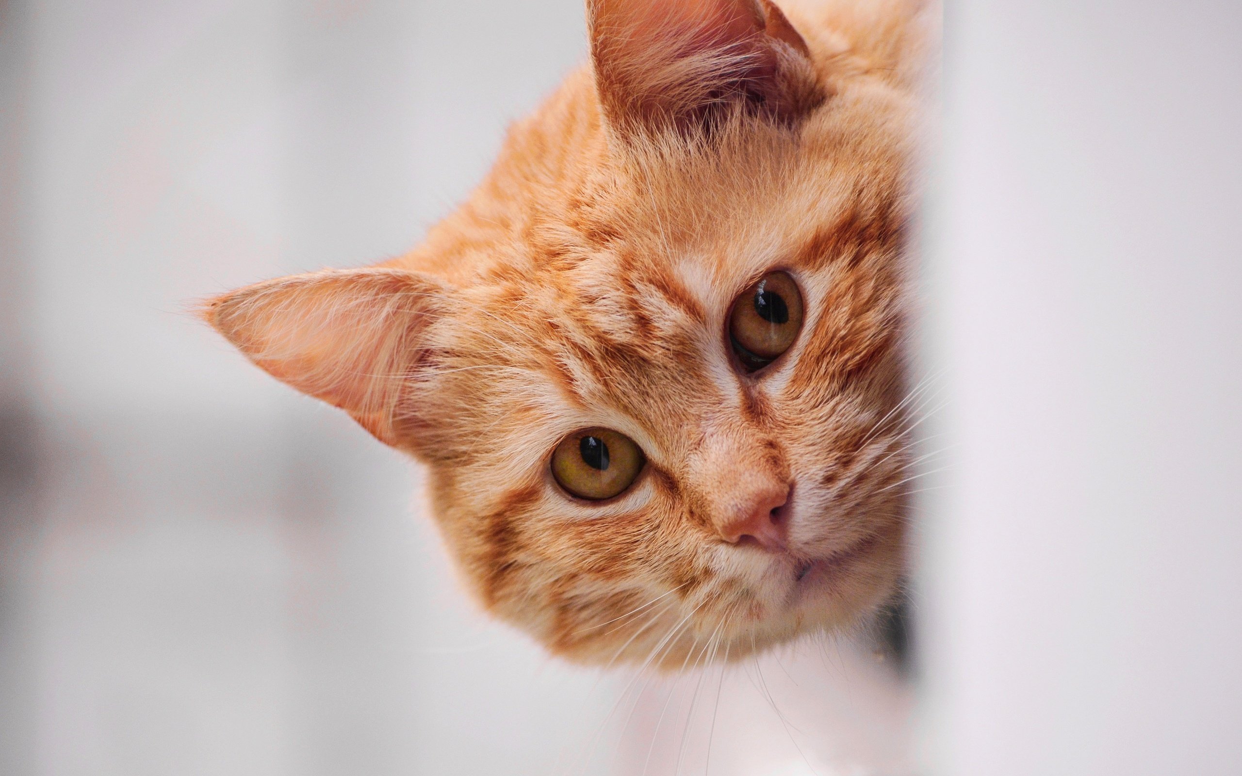 Обои морда, портрет, кот, кошка, котенок, рыжий, светлый фон, выглядывает, face, portrait, cat, kitty, red, light background, peeps разрешение 3840x2160 Загрузить