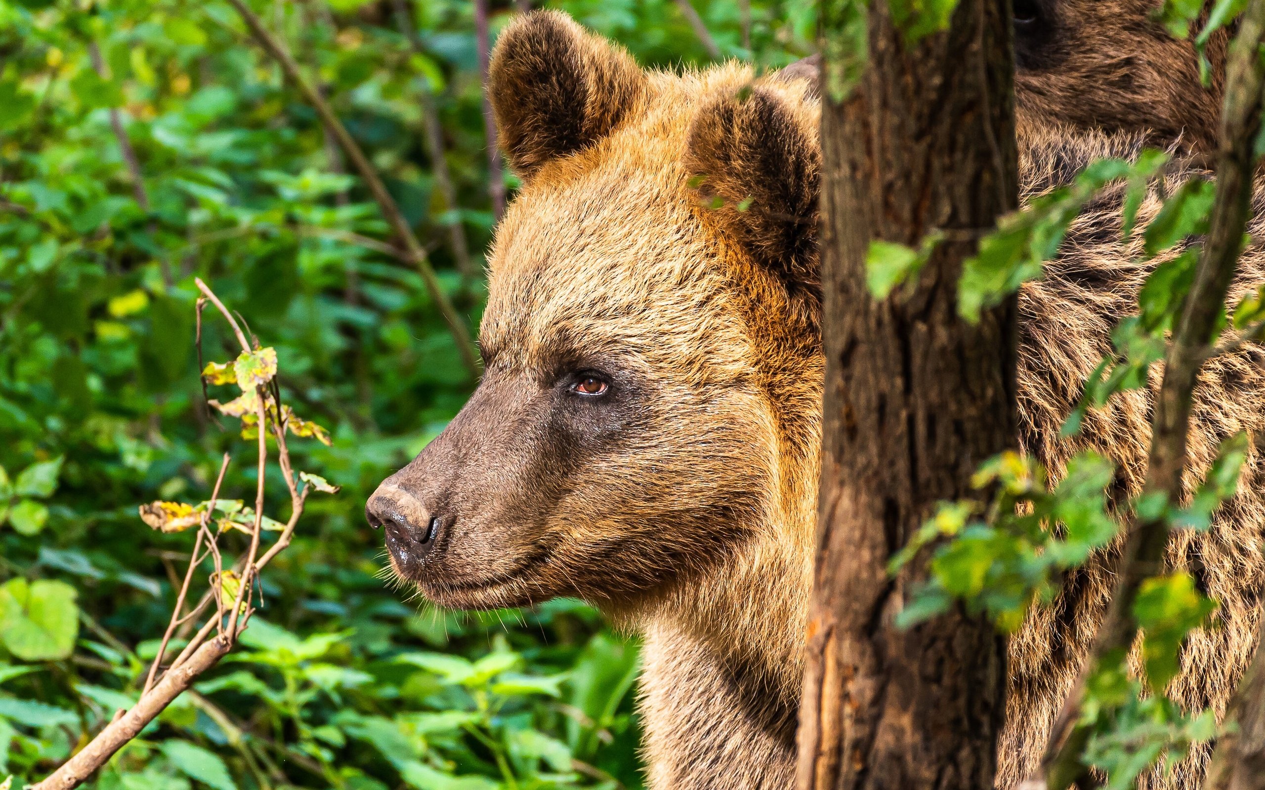 Обои морда, портрет, медведица, face, portrait, bear разрешение 3072x2044 Загрузить