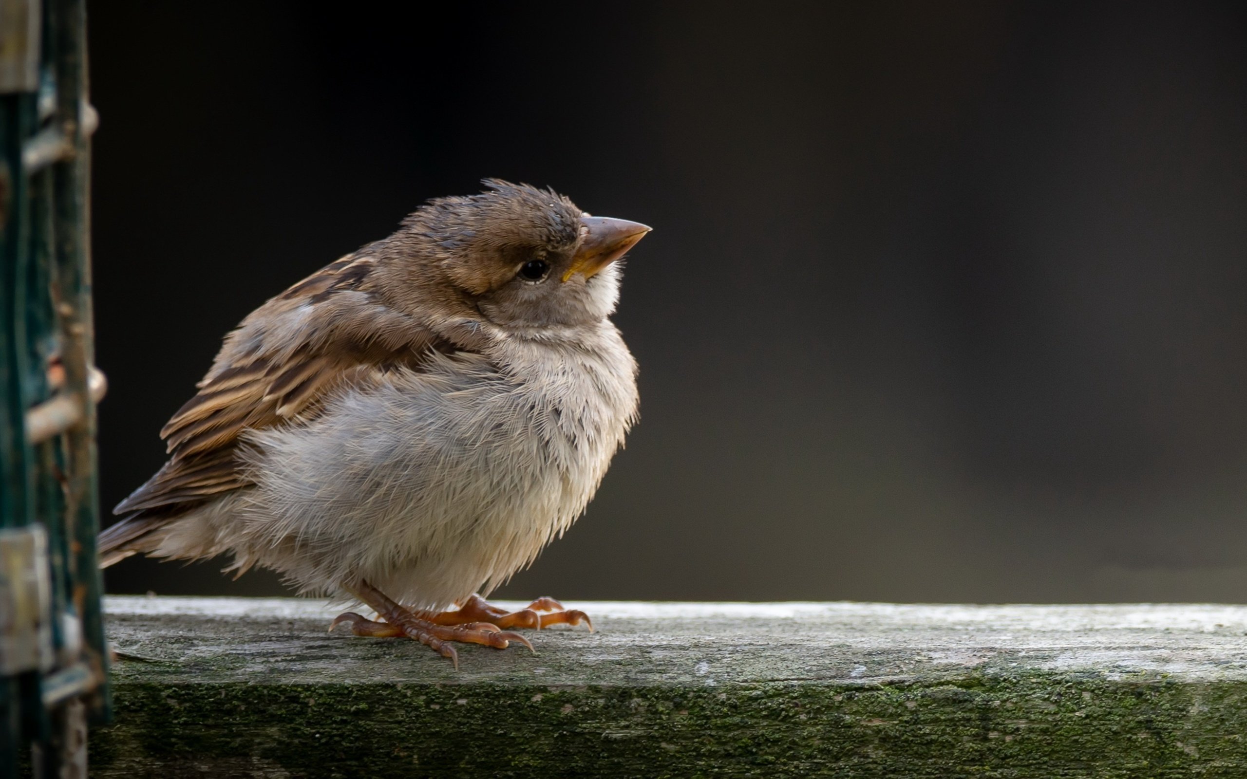 Обои птица, воробей, bird, sparrow разрешение 3840x2160 Загрузить