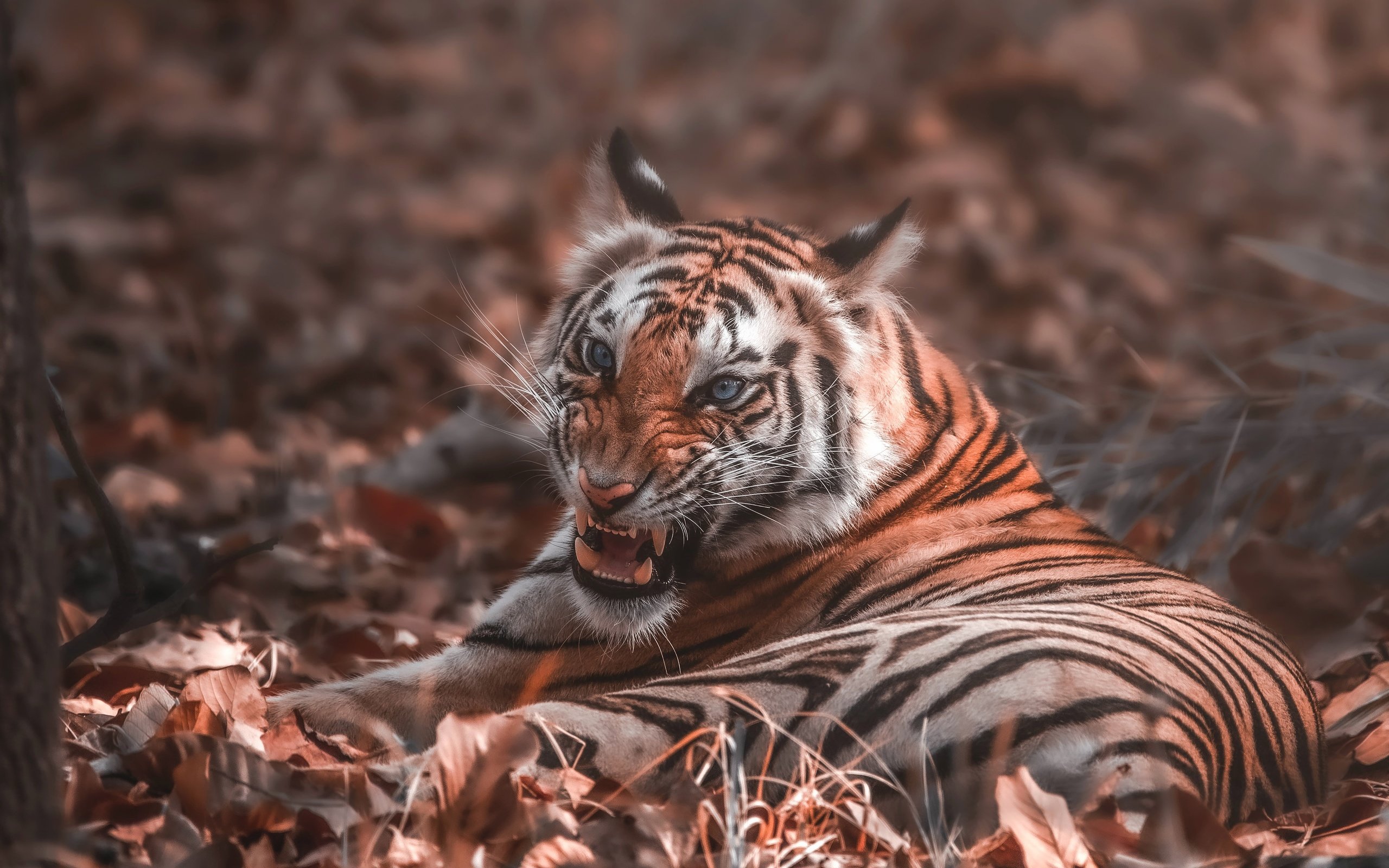 Обои тигр, листья, осень, пасть, боке, tiger, leaves, autumn, mouth, bokeh разрешение 4459x2508 Загрузить