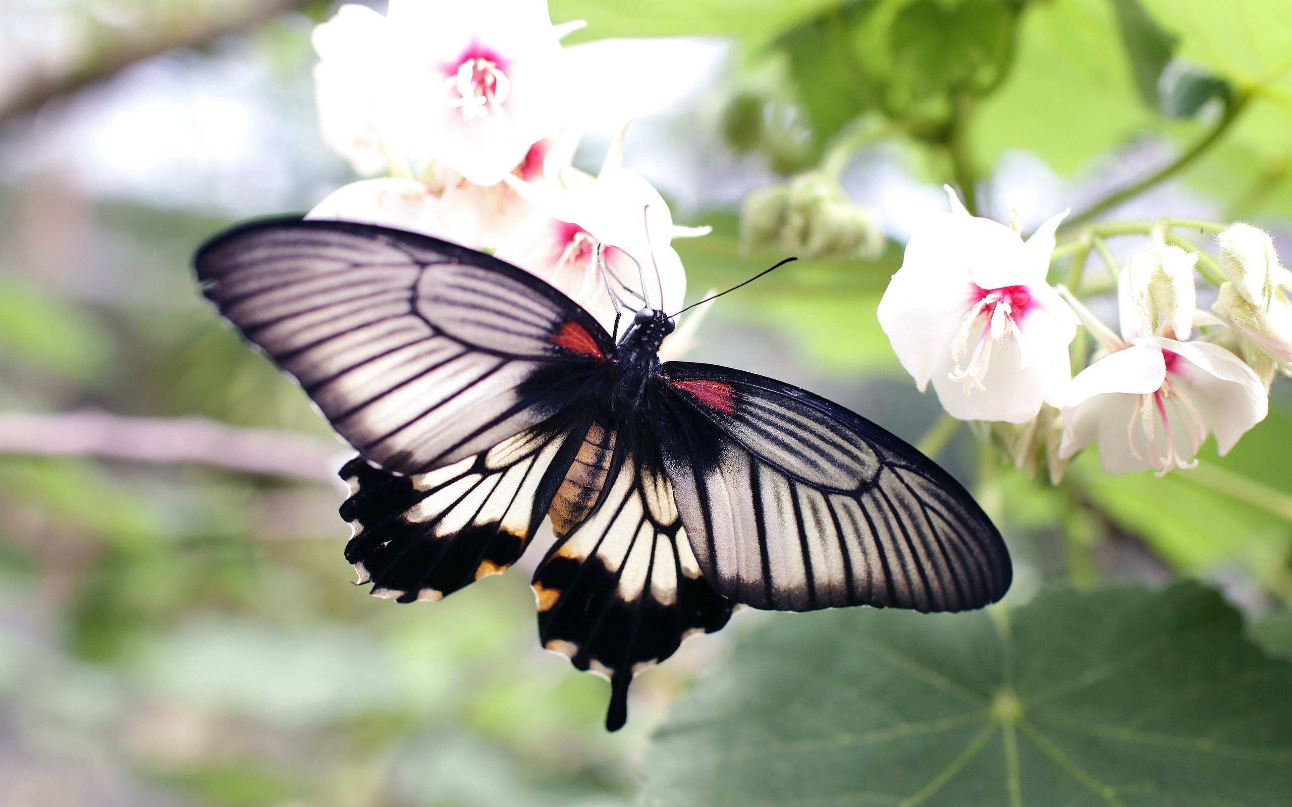 Обои цветы, макро, бабочка, боке, flowers, macro, butterfly, bokeh разрешение 3200x2133 Загрузить