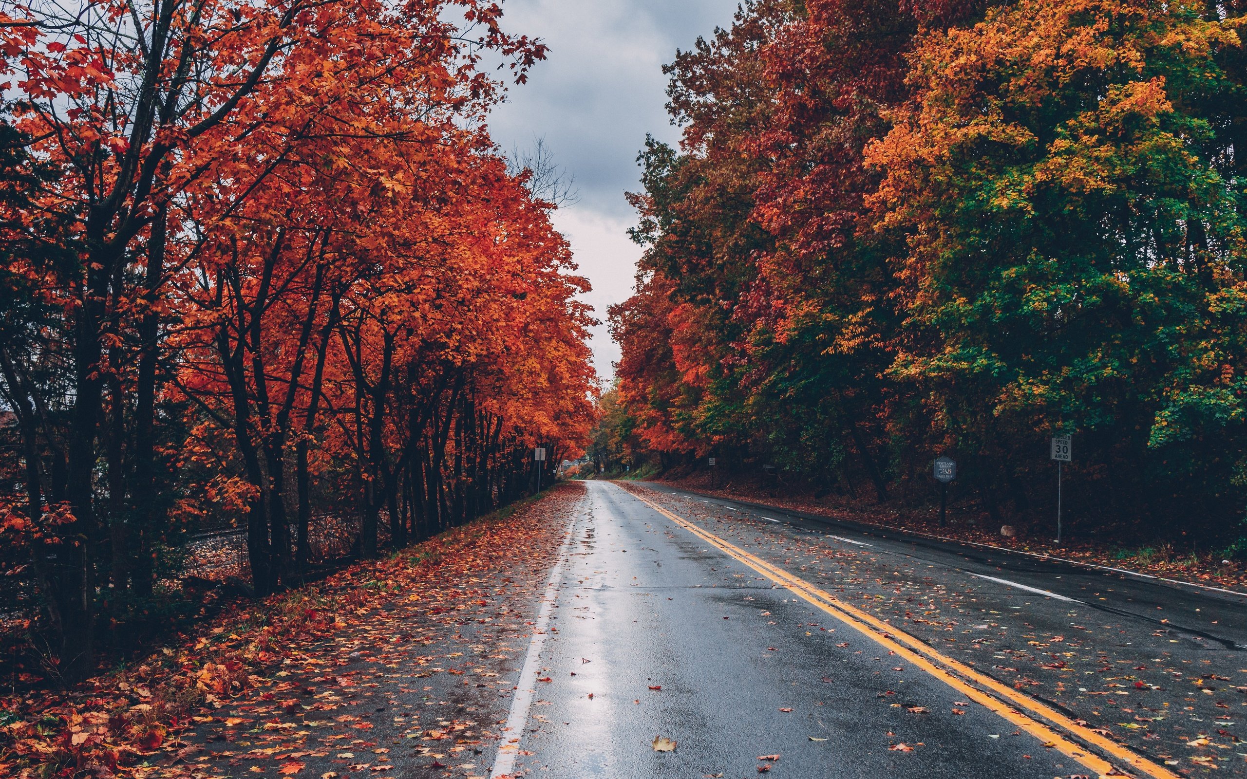 Обои дорога, деревья, листья, осень, листопад, road, trees, leaves, autumn, falling leaves разрешение 5472x3648 Загрузить