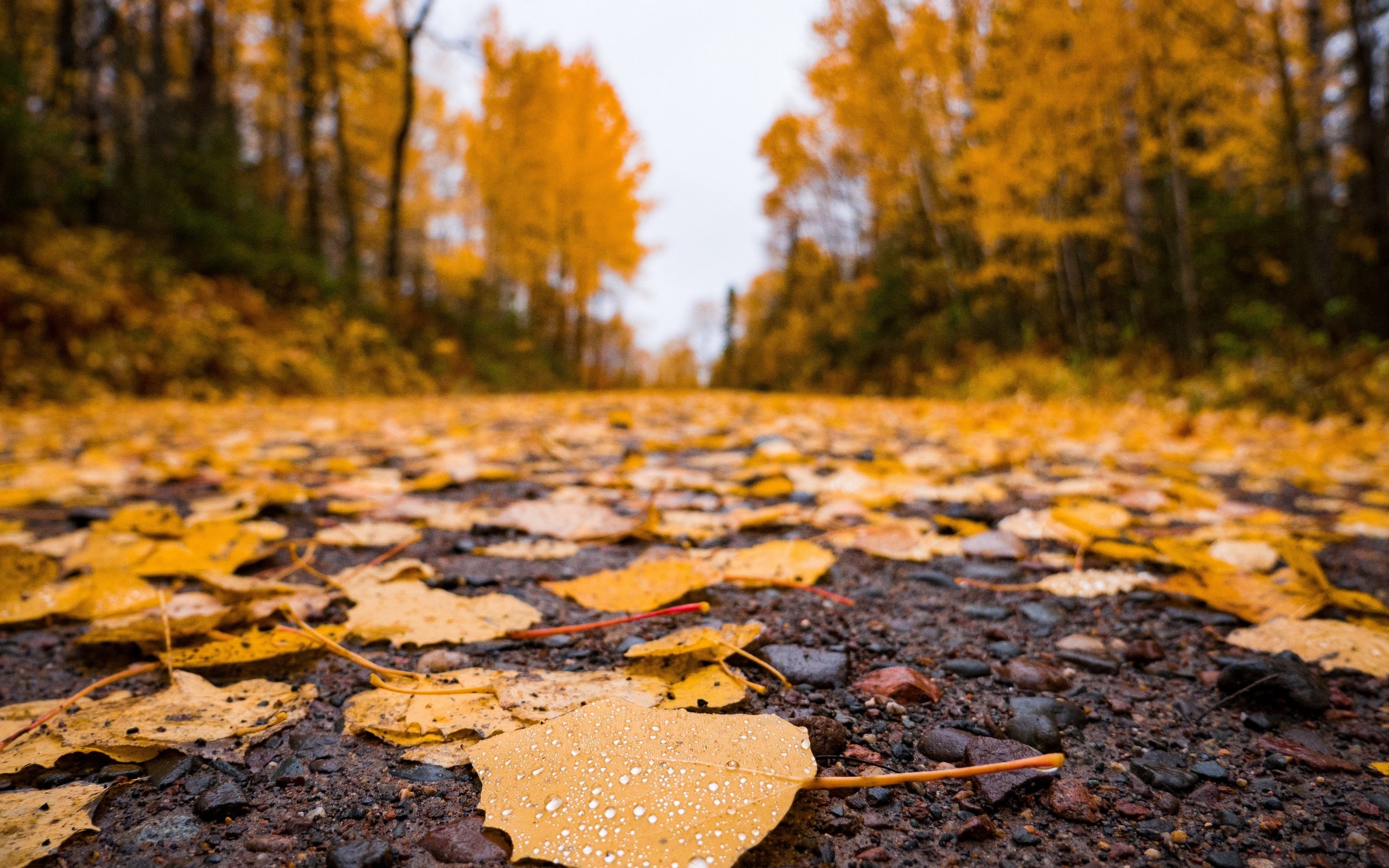 Обои дорога, природа, листья, осень, асфальт, время года, road, nature, leaves, autumn, asphalt, time of the year разрешение 4592x3448 Загрузить