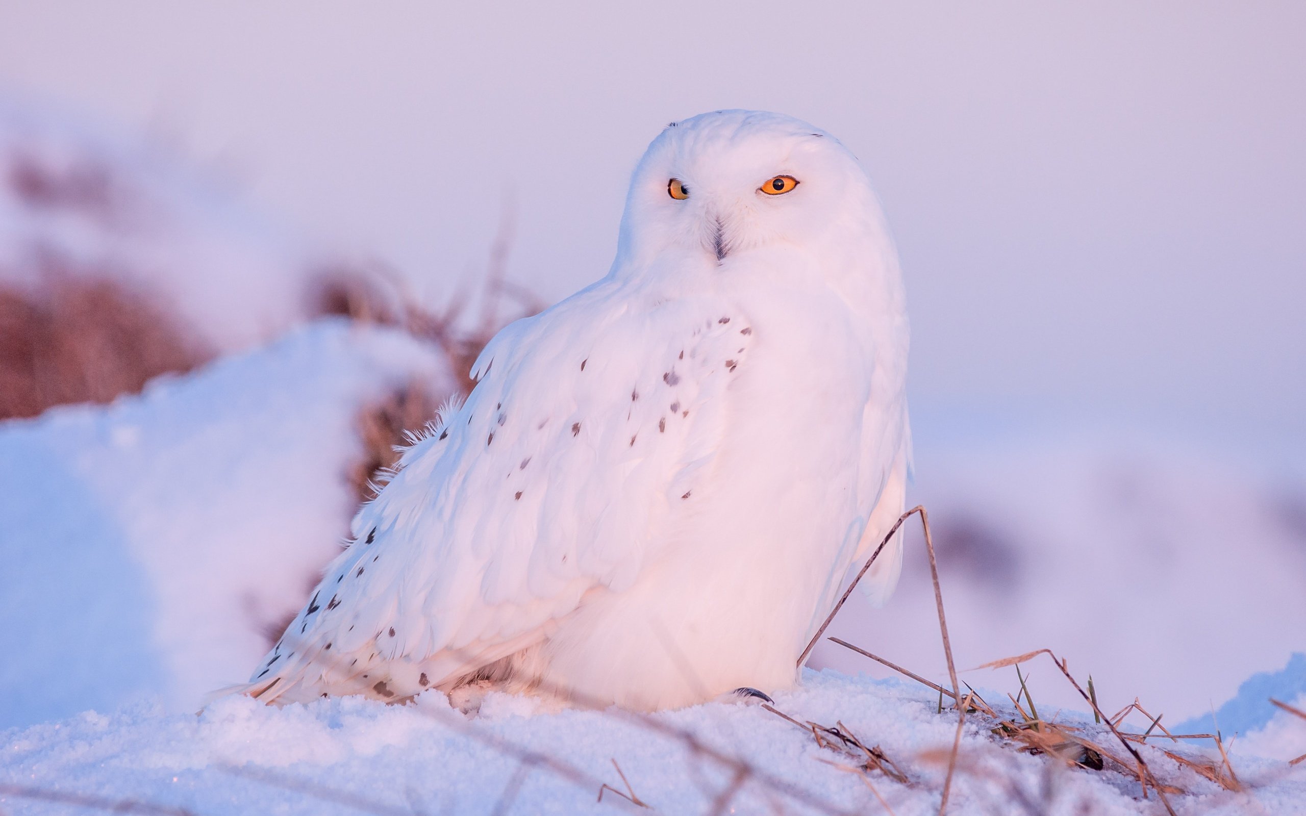 Обои сова, снег, зима, птица, клюв, перья, полярная сова, белая сова, owl, snow, winter, bird, beak, feathers, snowy owl, white owl разрешение 4272x2848 Загрузить