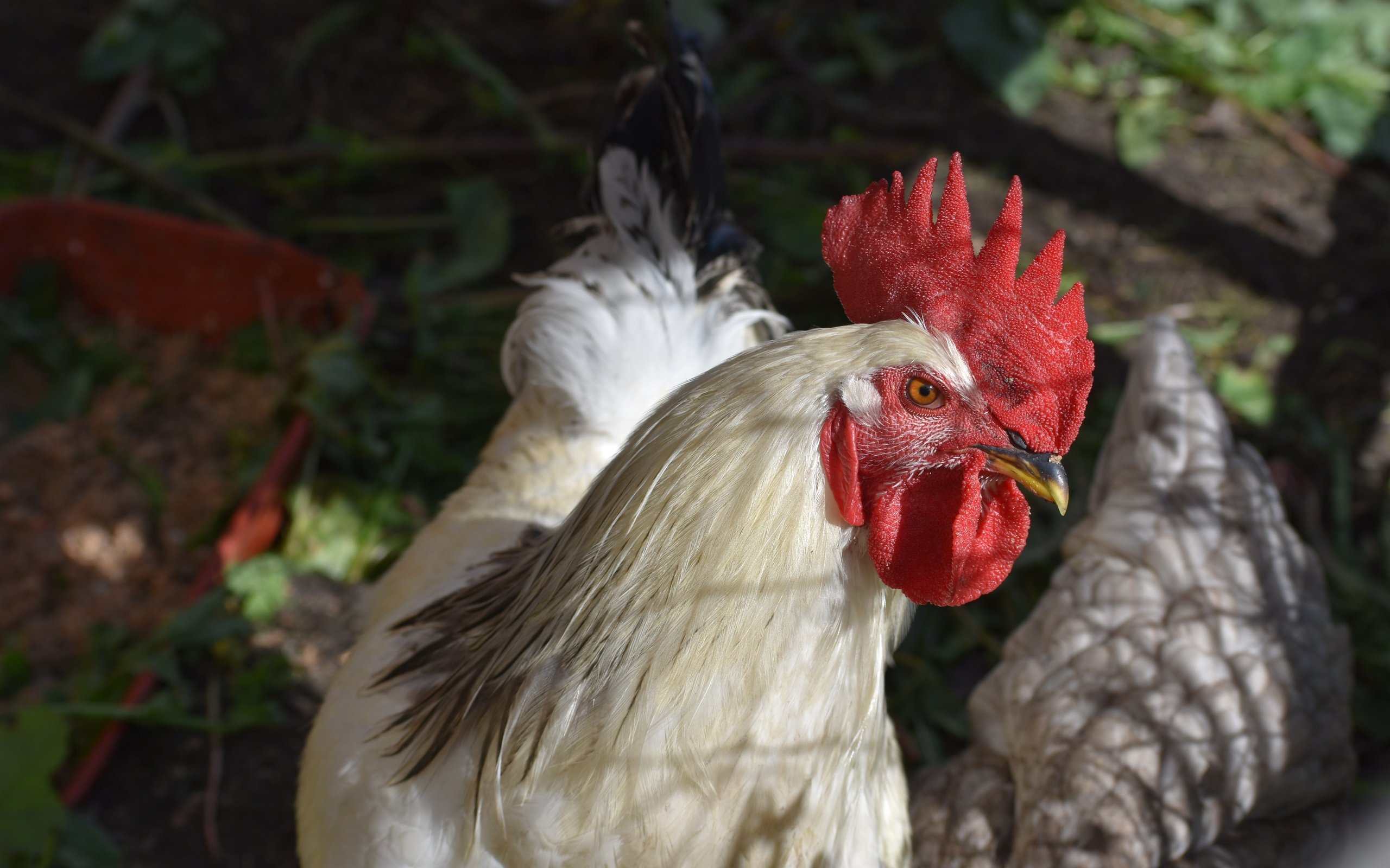 Обои взгляд, птица, боке, петух, look, bird, bokeh, cock разрешение 6000x4000 Загрузить