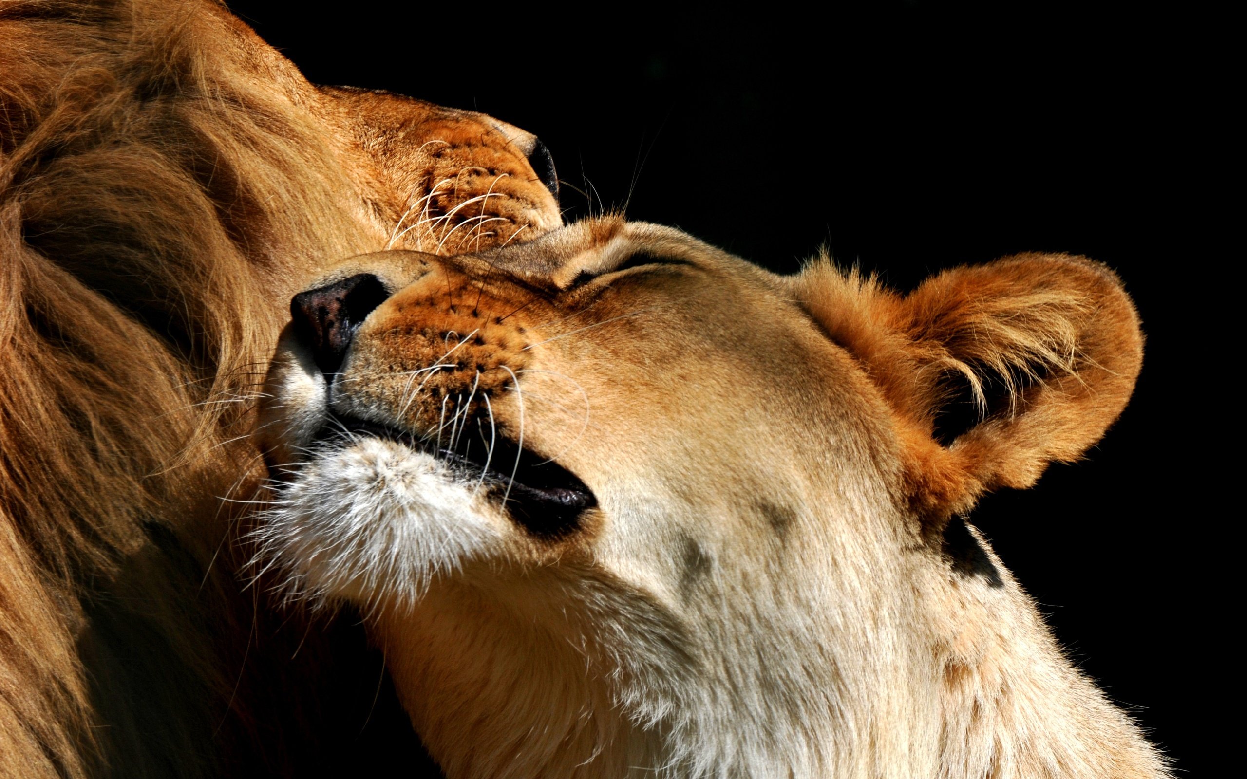 Обои черный фон, пара, львы, лев, львица, black background, pair, lions, leo, lioness разрешение 3659x2304 Загрузить