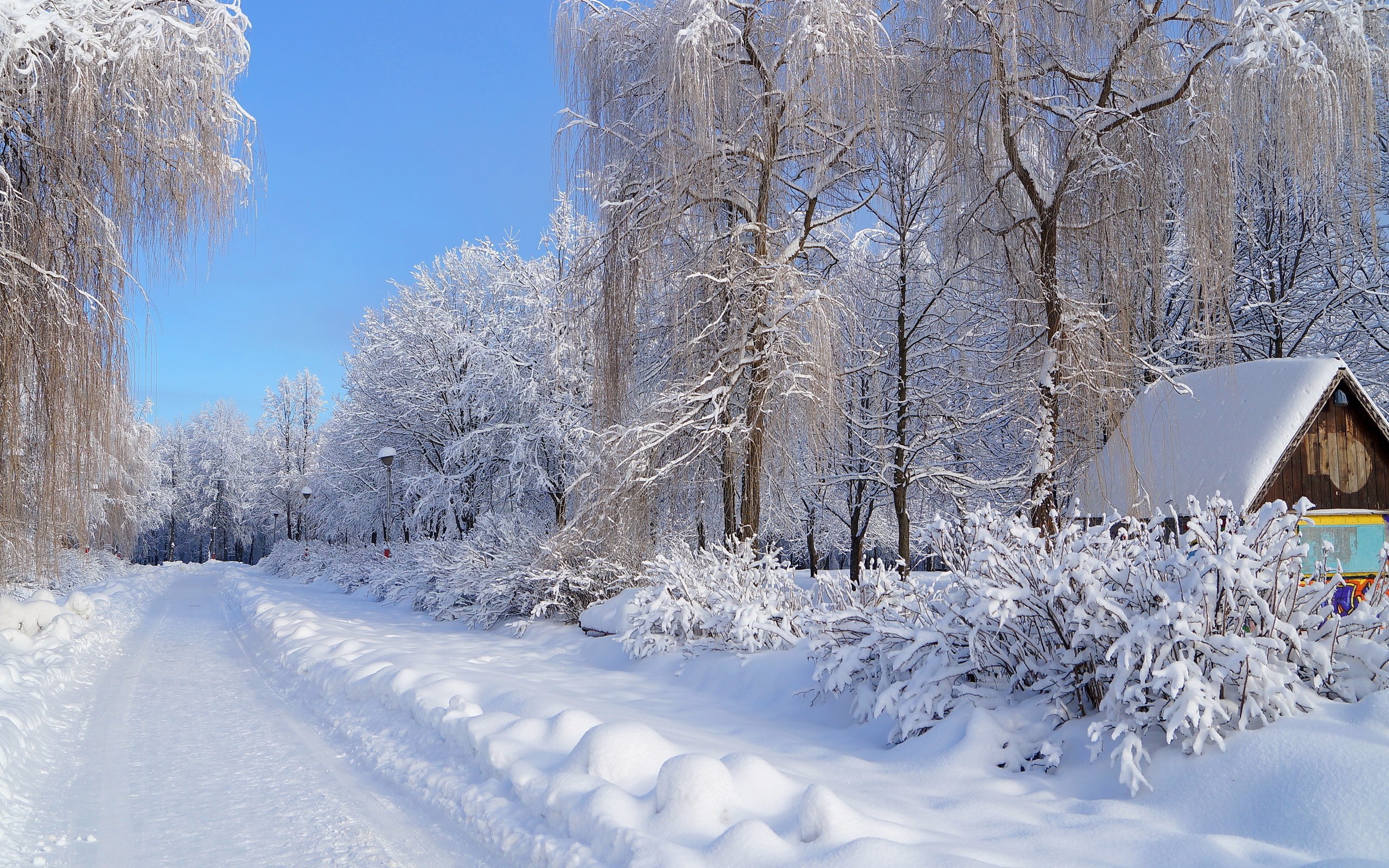 Обои снег, зима, зимний лес, snow, winter, winter forest разрешение 4912x3264 Загрузить