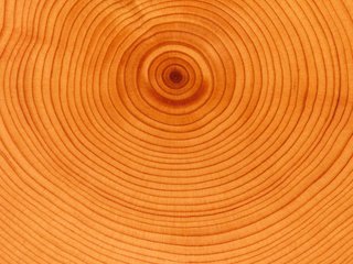 Обои дерево, круги, возраст, tree, circles, age разрешение 2560x1920 Загрузить