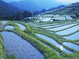 Обои рисовые поля, rice fields разрешение 1920x1200 Загрузить