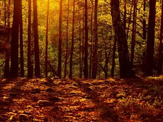 Обои свет, лес, листья, осень, осен, light, forest, leaves, autumn разрешение 2560x1600 Загрузить