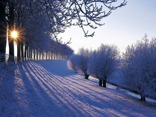 Обои деревья, снег, зима, иней, нидерланды, trees, snow, winter, frost, netherlands разрешение 1920x1200 Загрузить