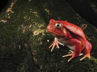 Обои красная, мох, лягуха, red, moss, frog разрешение 1920x1200 Загрузить