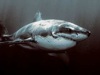 Обои океан, ужас, акула, the ocean, horror, shark разрешение 2048x1152 Загрузить